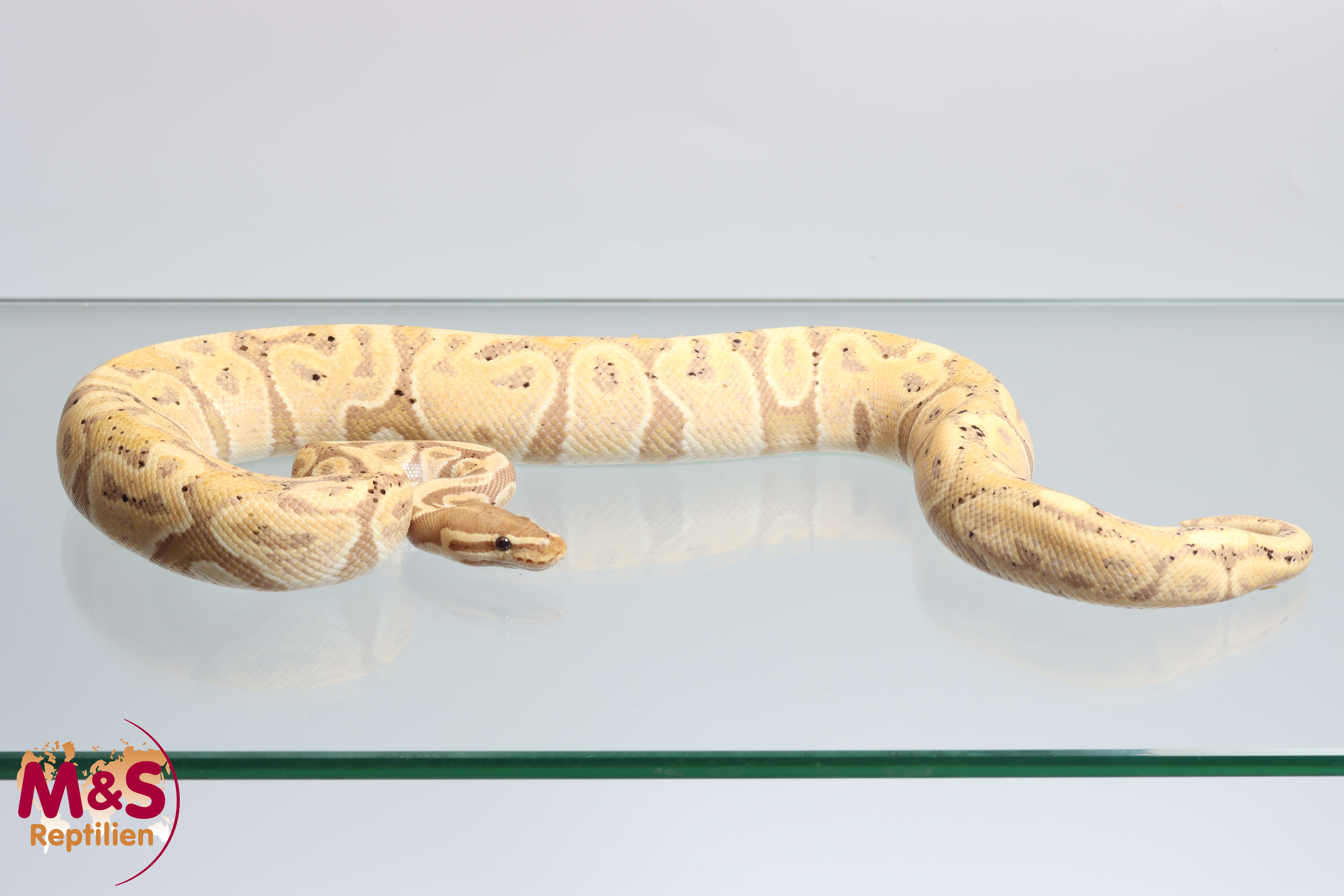 1.0 (Male) Coral Glow (Banana) - Fire Matthew Königspython NZ´M&S´22 (adult) Python regius