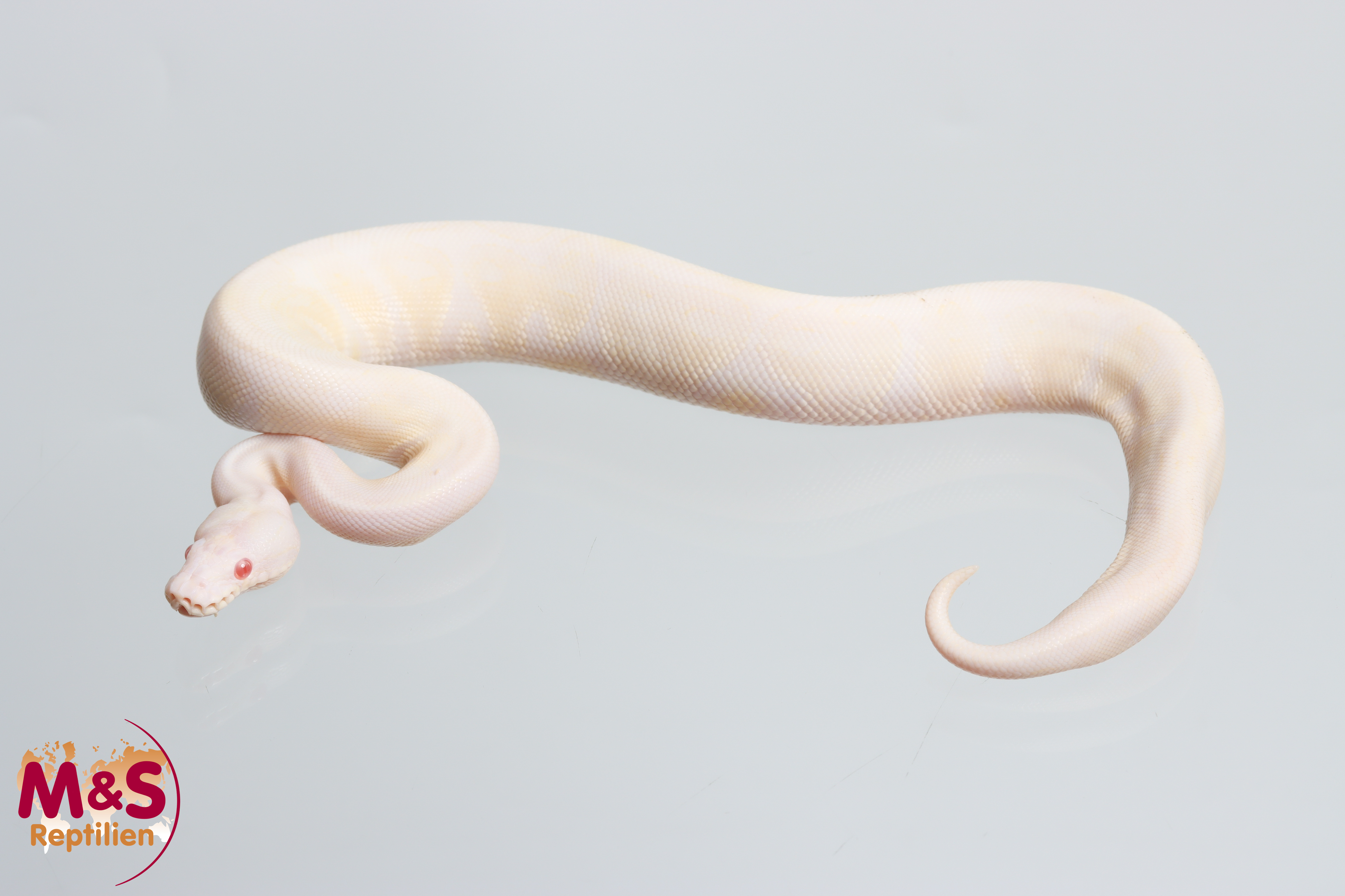 1.0 (Male) Snow VPI (Axanthic-Albino) Königspython NZ' 26 Python regius