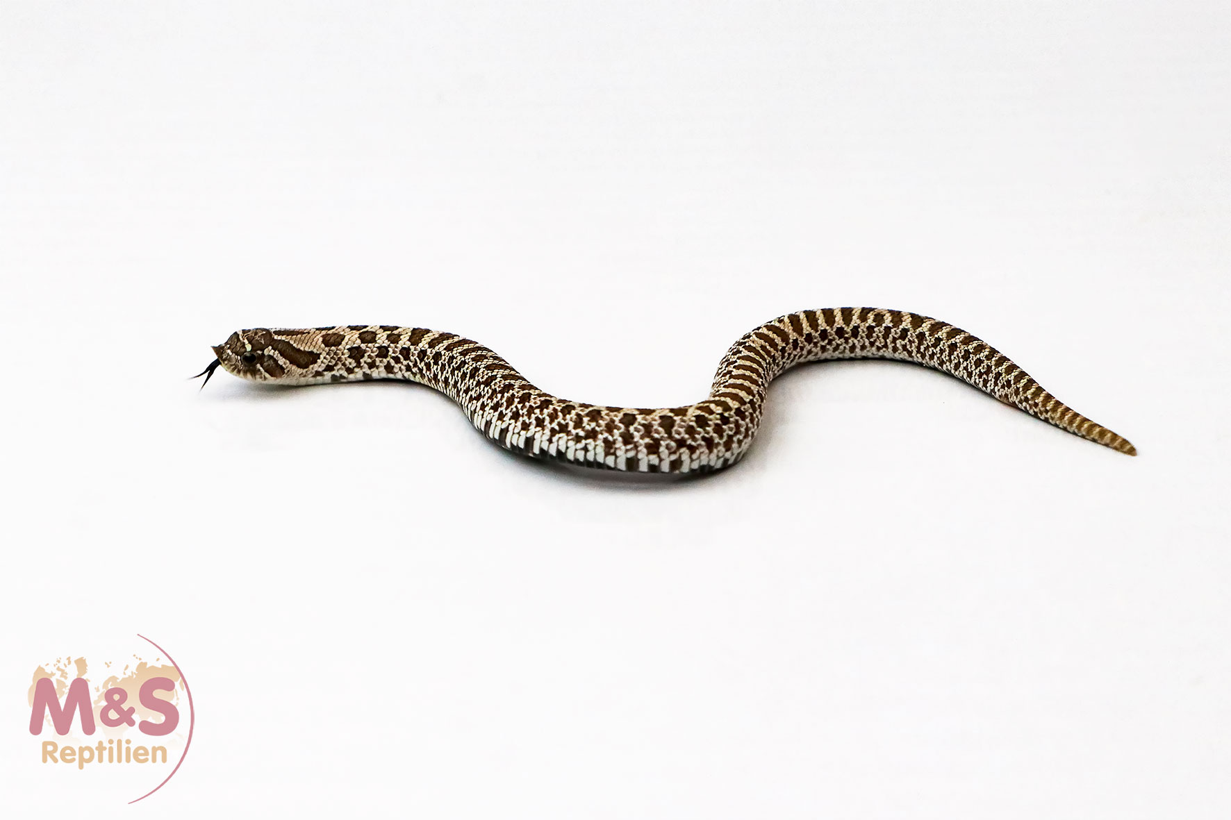 0.1 (Female) Arctic het. Frost Hakennasennatter NZ´26 (ca.15-20 cm) Heterodon nasicus