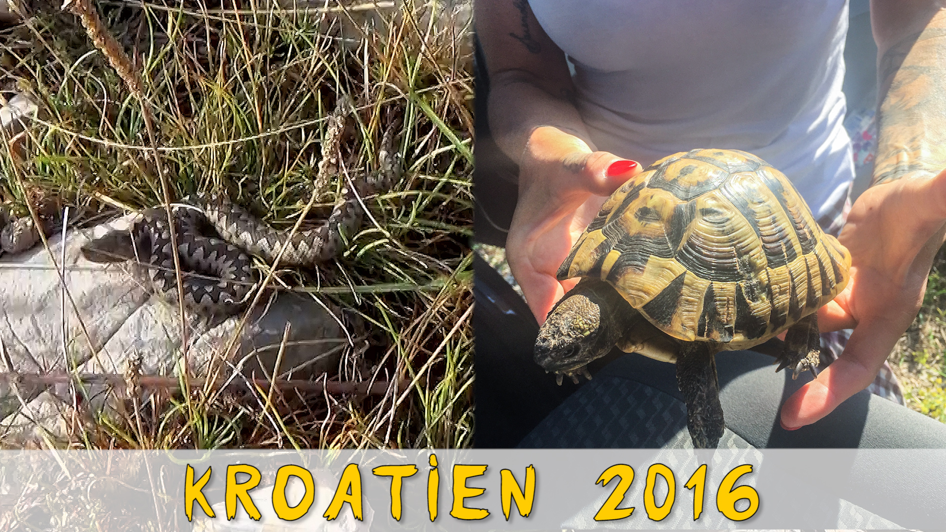 Folge 96 - Vipern und Landschildkröten Jagt auf Kroatien