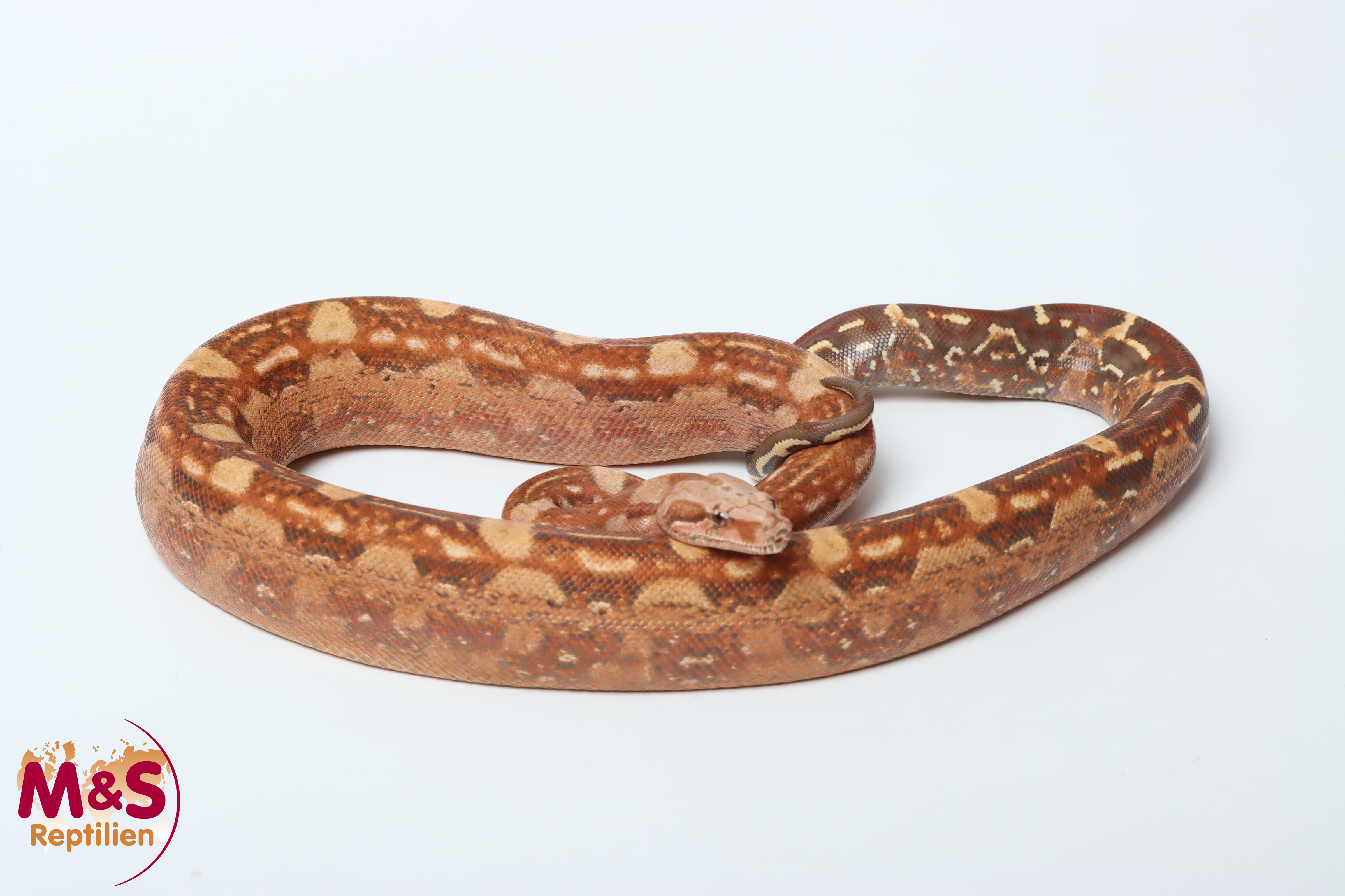 0.1 (Female) VPI Aztek 100% het. Blood NZ'24 (ca.100cm)  Boa c. imperator (Originalbild)