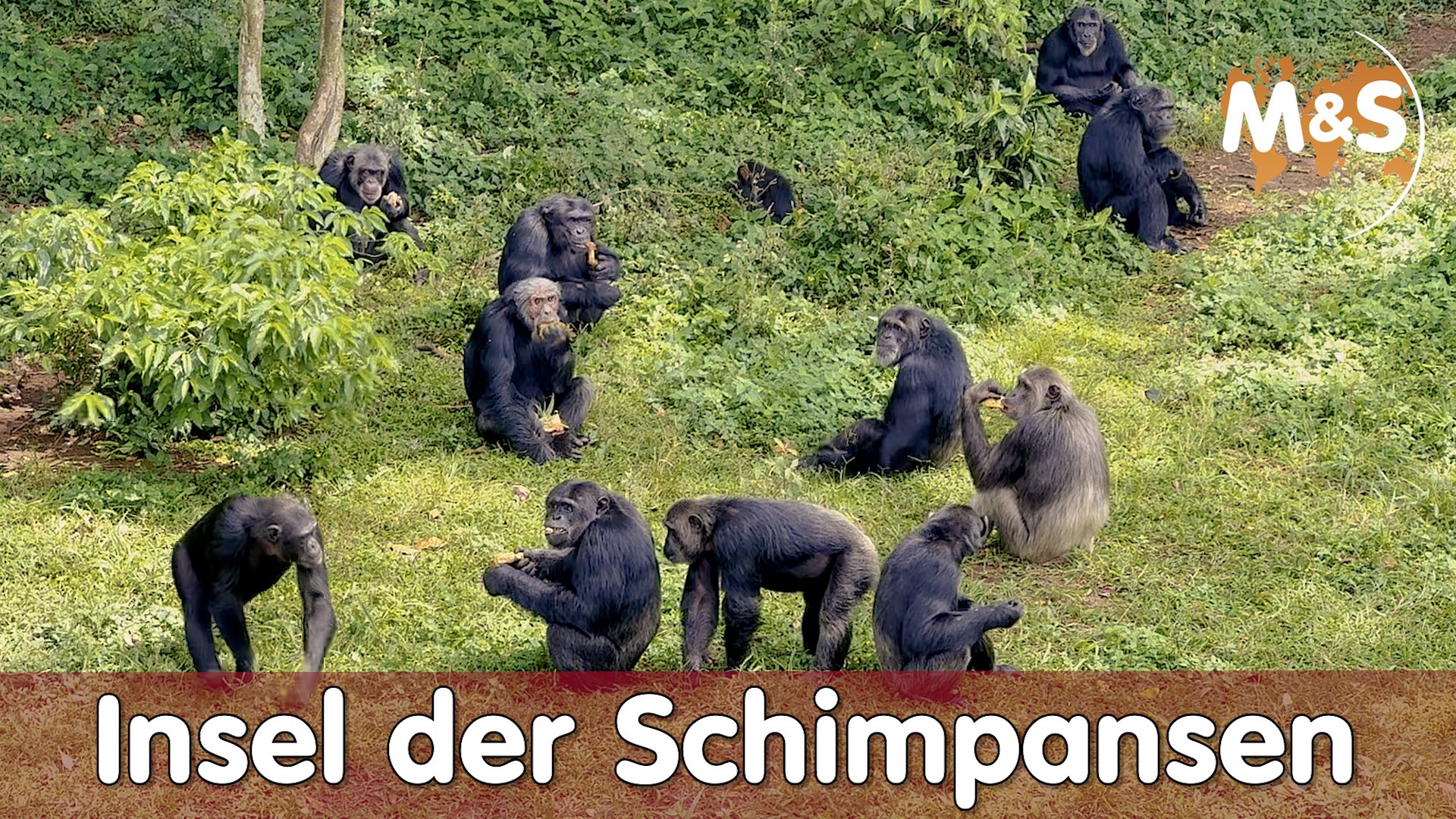 Ngamba Island: Das Ultimative Reiseziel für Naturliebhaber und Schimpansen-Fans