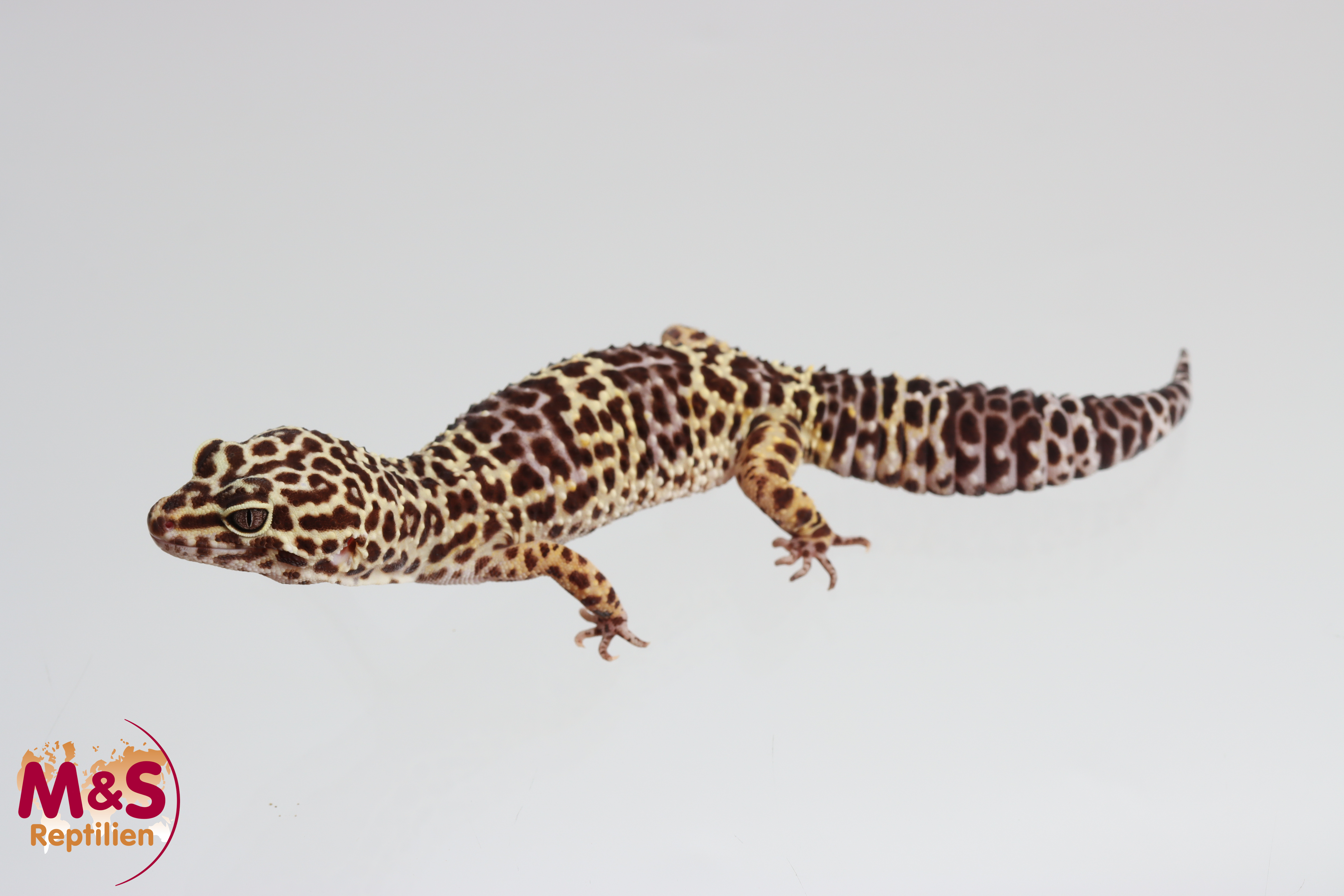 0.1 (Female) Classic Leopardgecko NZ´25 ( adult) E. macularius (Originalbild)