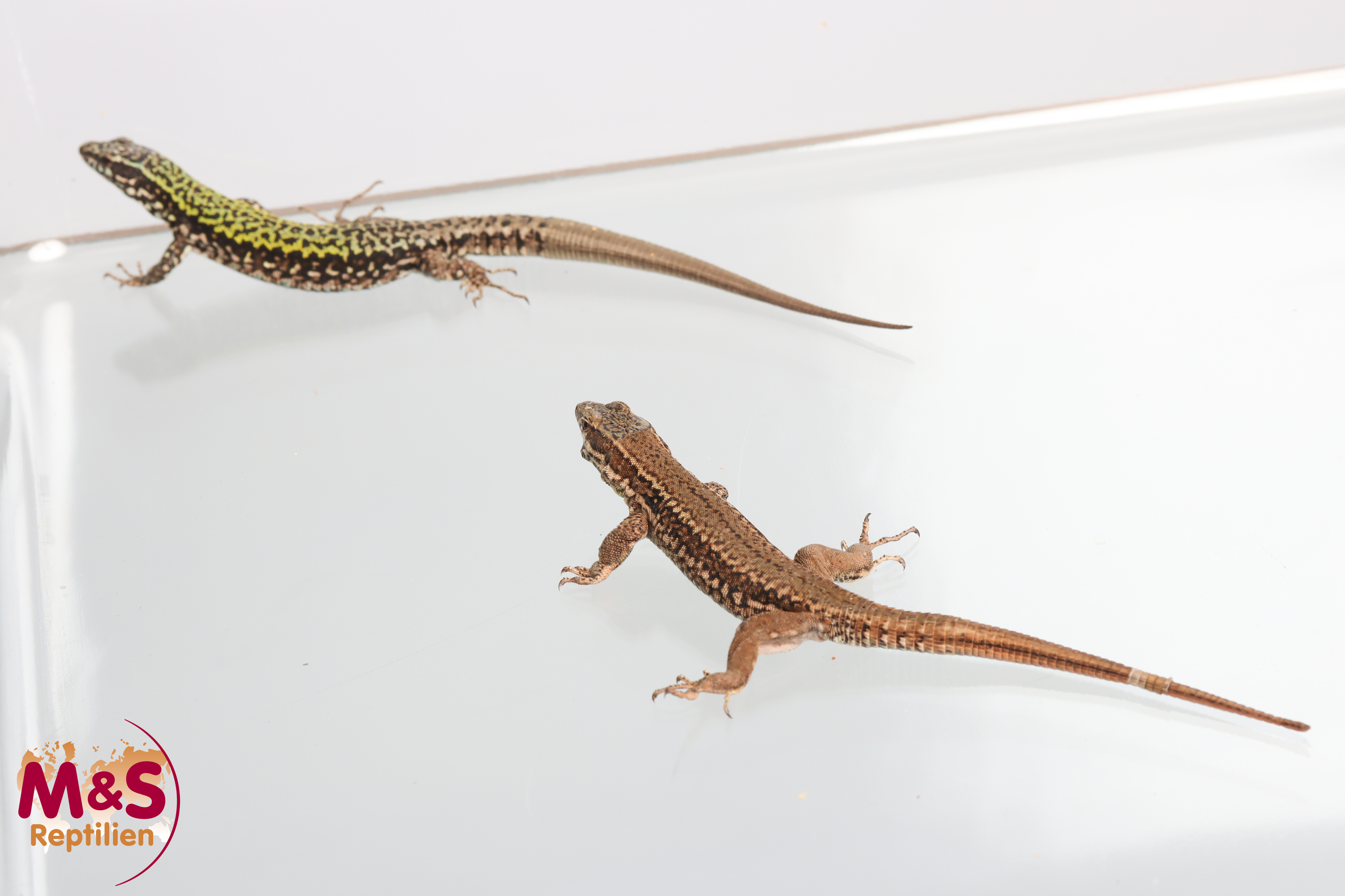 Mauereidechse NZ´21 (ca.13 cm) Podarcis muralis