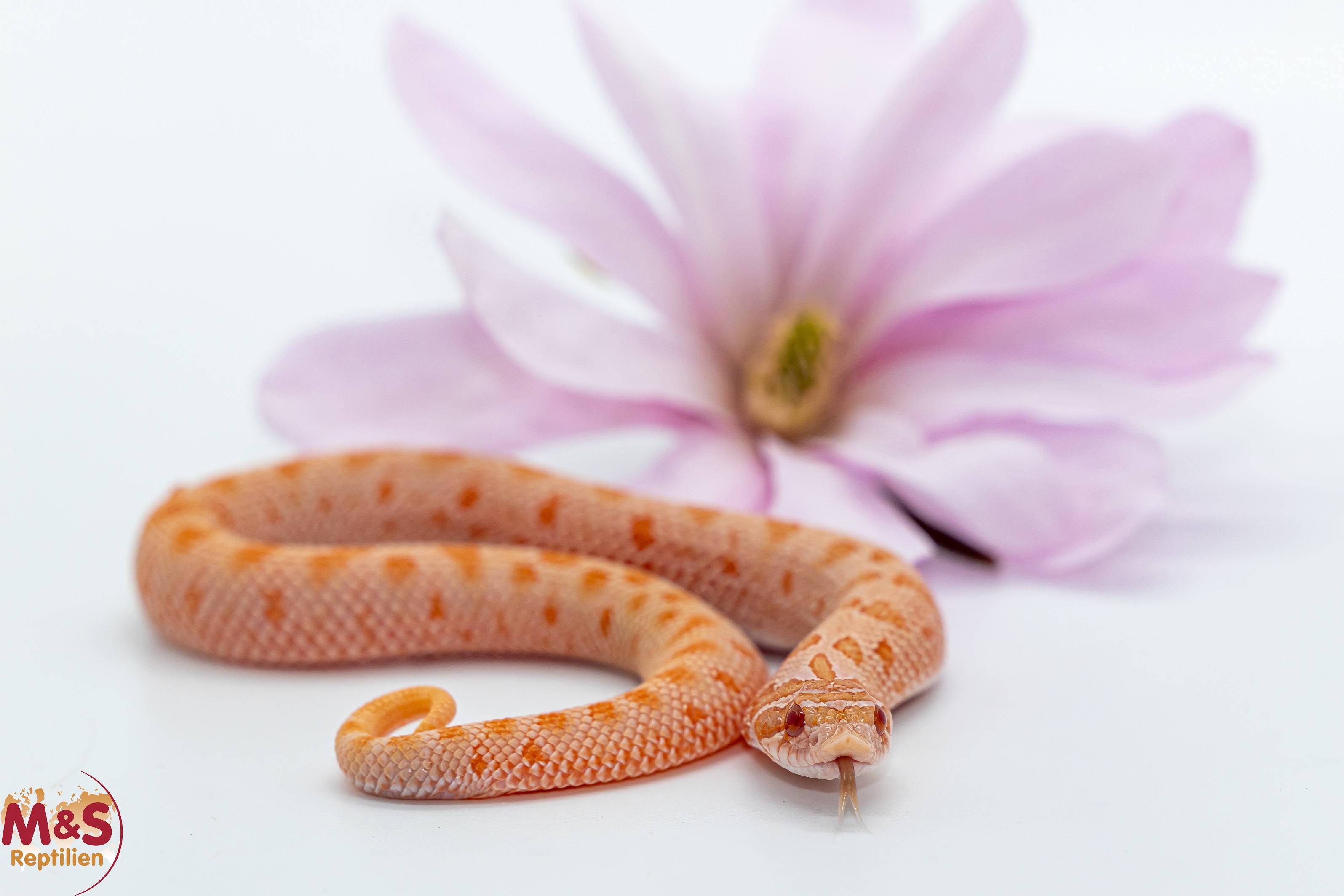 Hakennasennatter "Pink Panther" NZ´25 (ca. 25 cm) Heterodon n. nasicus