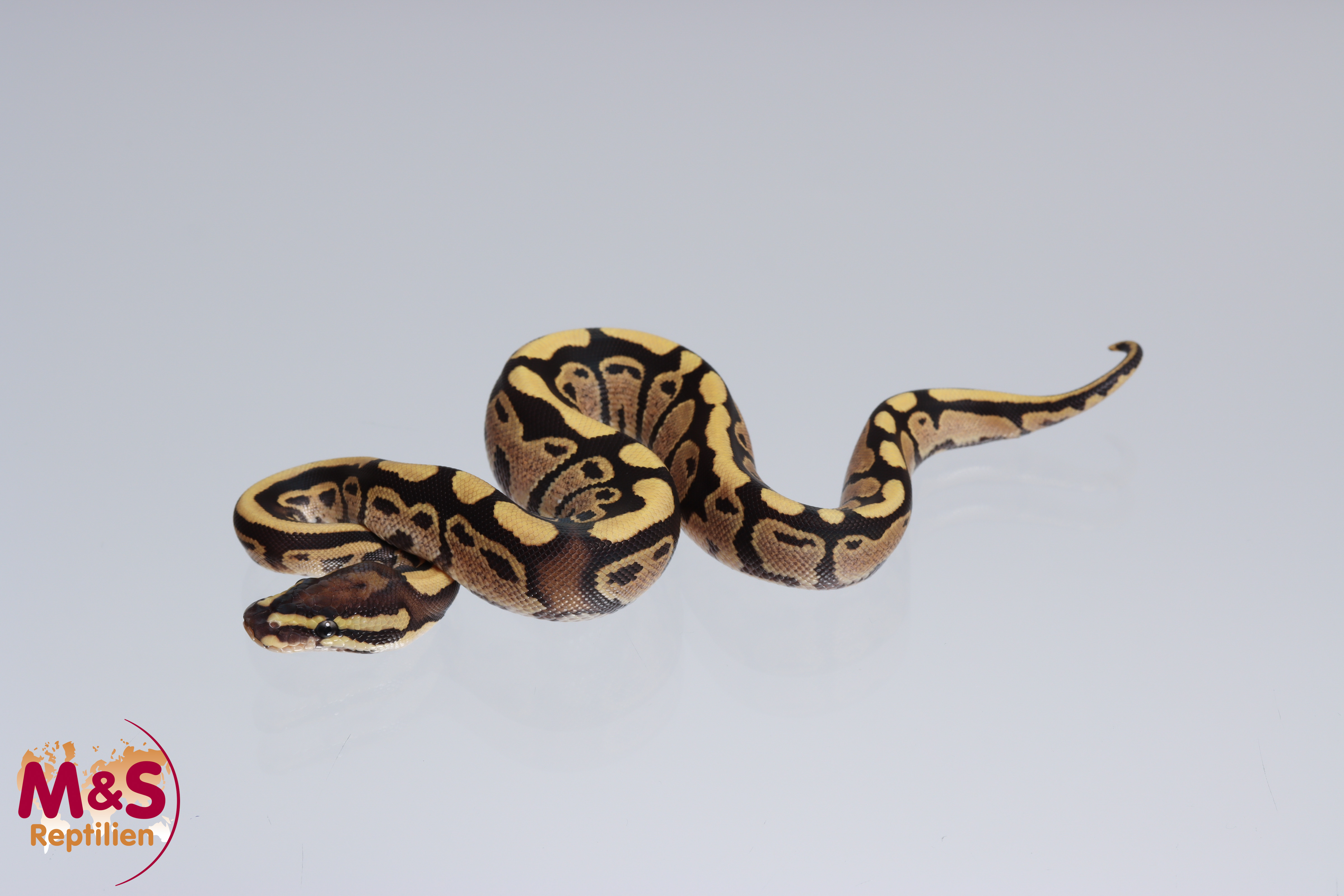 0.1 (Female) Fire - 100% hetero Piebald 50% pos. het. Lavender Königspython NZ´M&S´22 Python regius