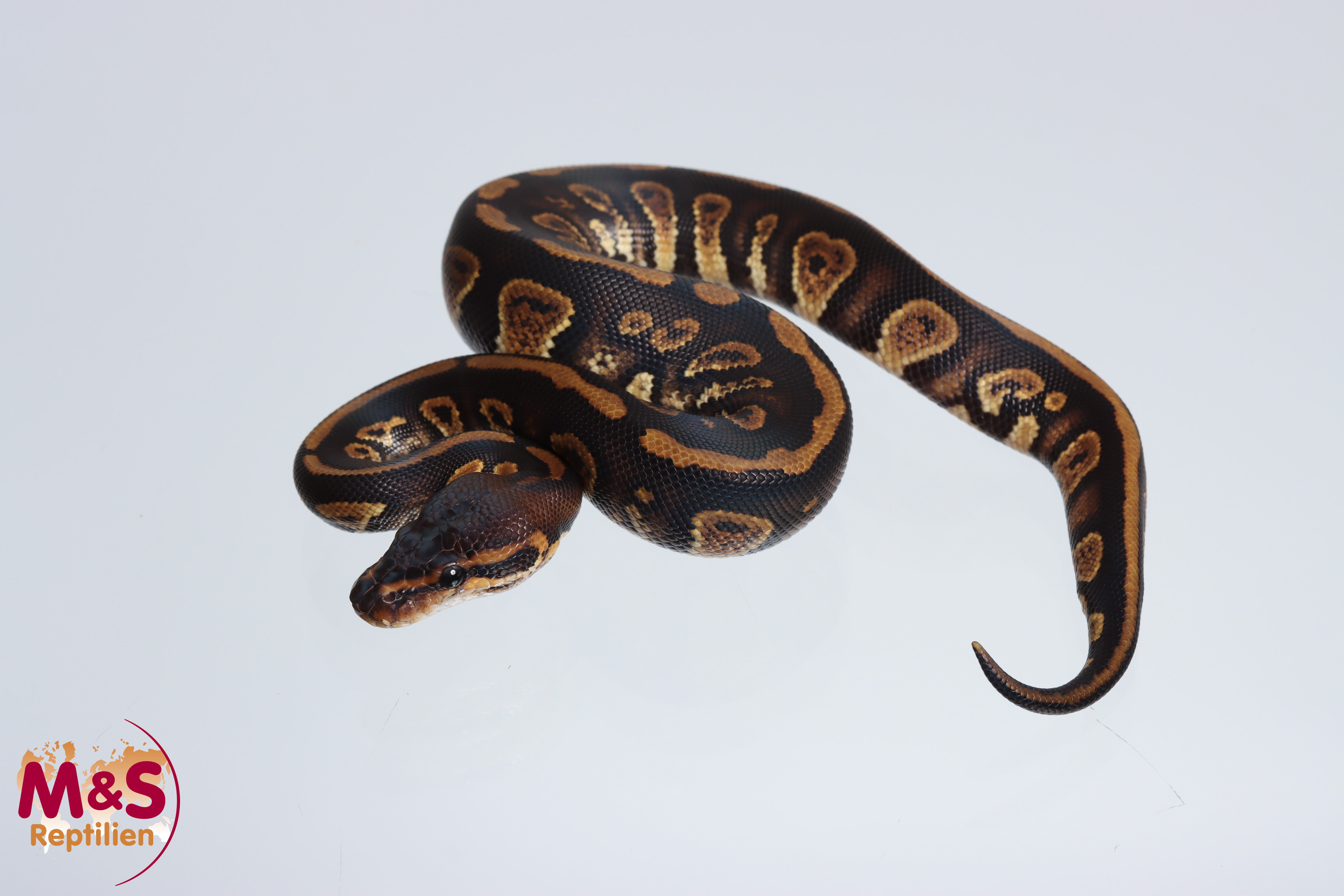 1.0 (Male) Stranger 50% poss. hetero Clown Königspython NZ´M&S´24 Python regius