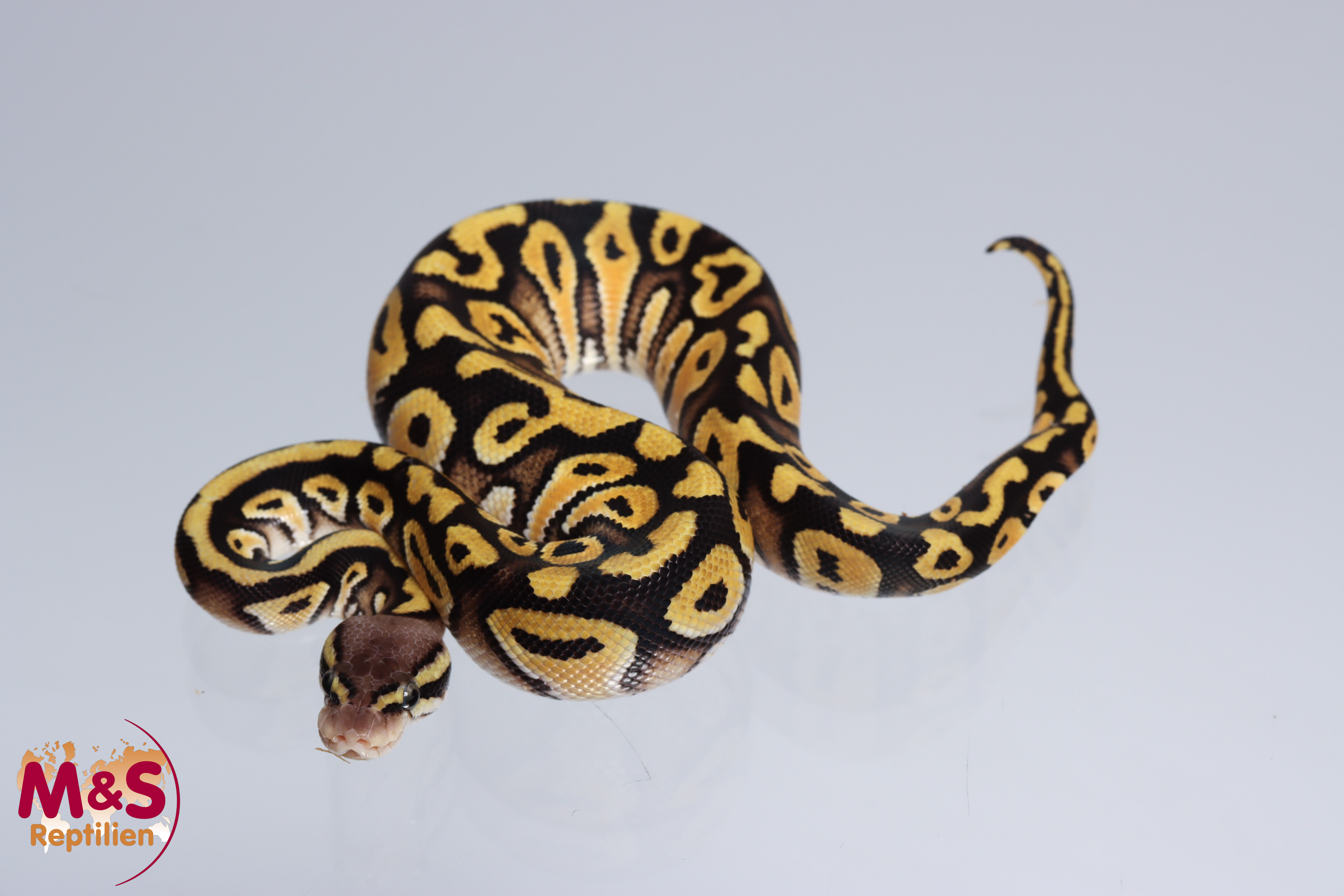 0.1 (Female) Fire - Pastel - Special? Königspython NZ´M&S´22 Python regius