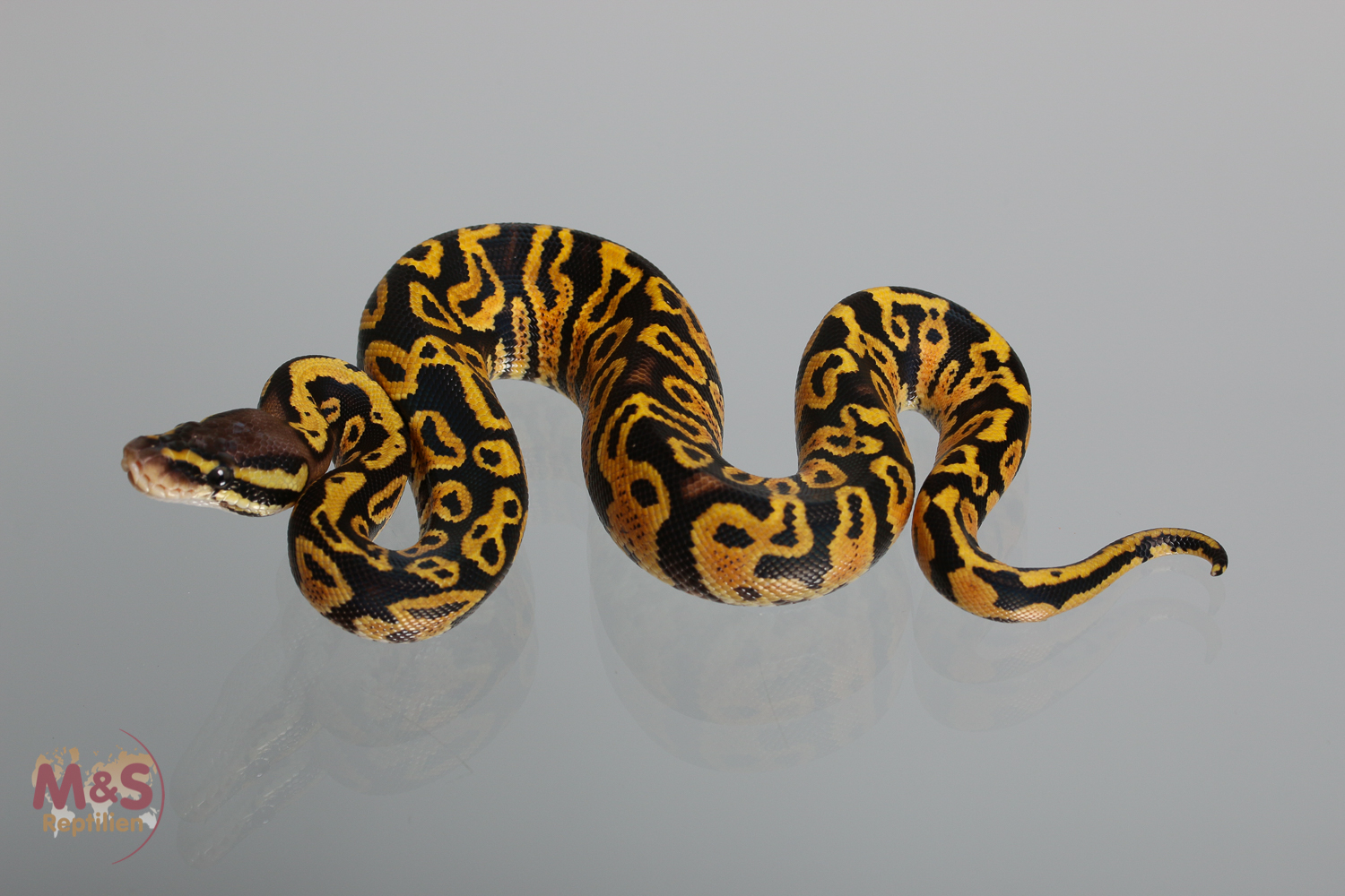 1.0 (Male) poss Gravel Pastel  Königspython NZ´M&S´17 Python regius