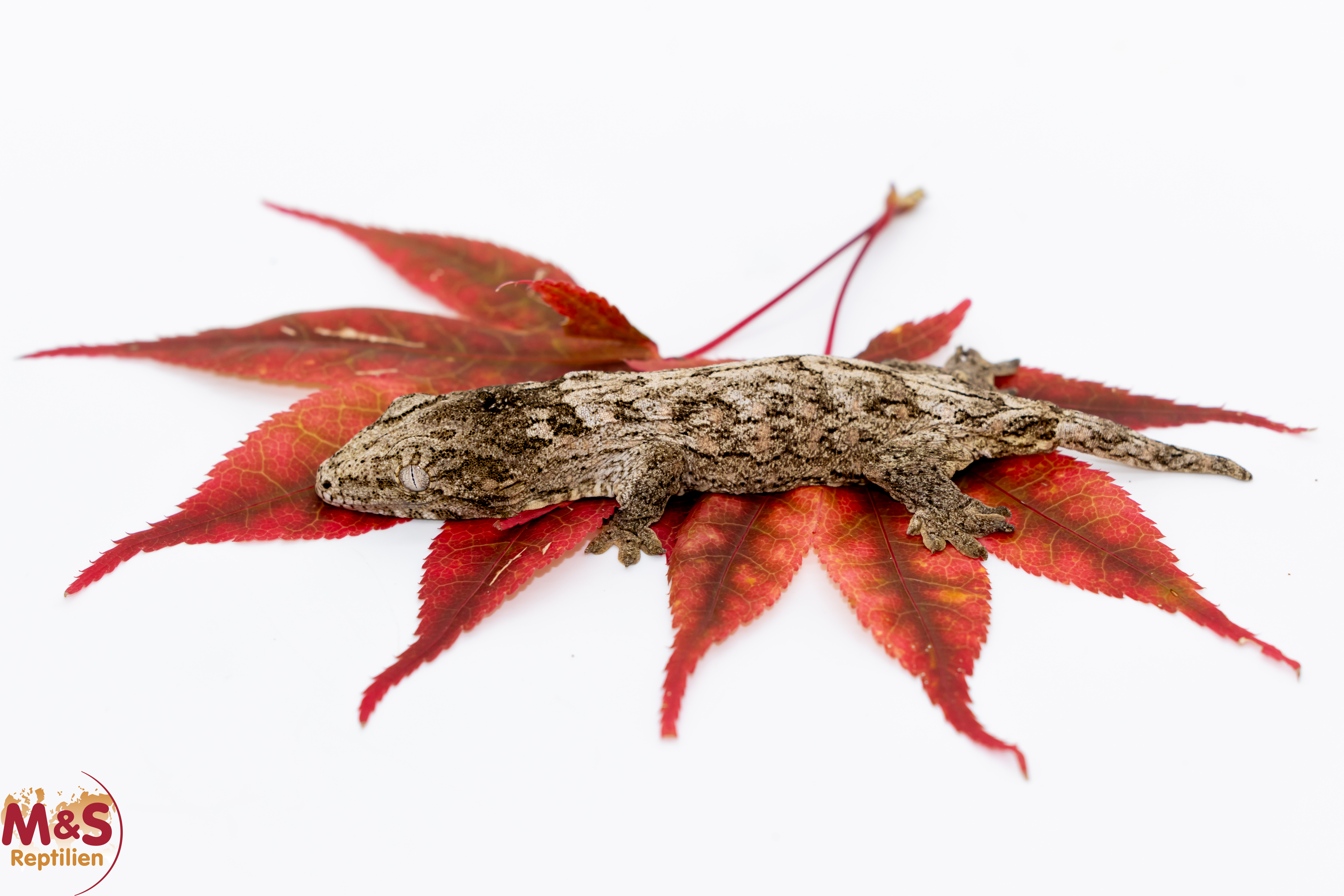 1.0 (Male) Riesengecko -Friedel x Tröger- (small) NZ´ 26 Rhaco. leachianus (Originalbild)
