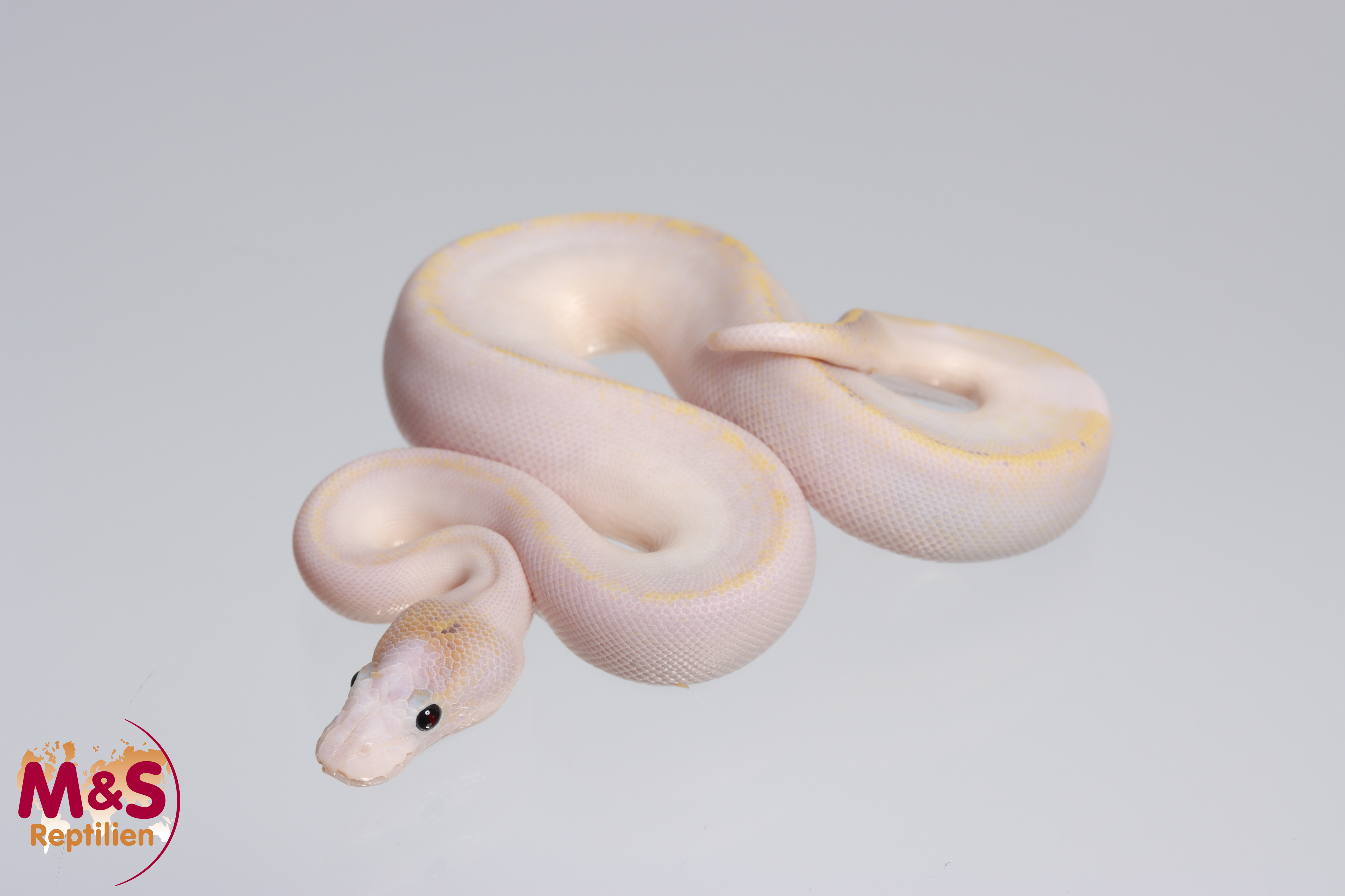 0.1 (Female) Highway (Gravel - Yellowbelly) - Champagne Königspython NZ´M&S´22 Python regius