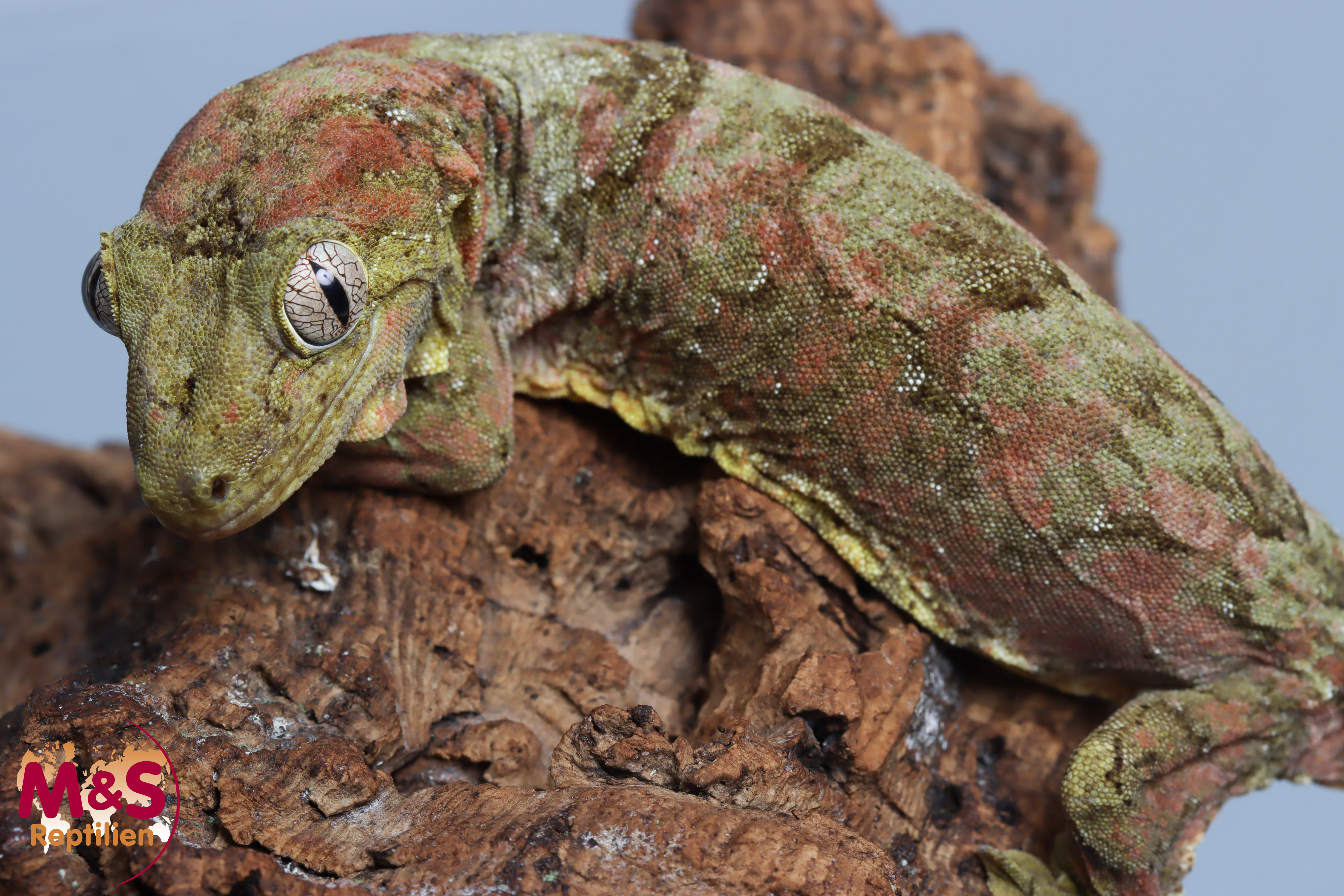 0.1 (Female) -Mainland- Flechtengecko NZ 23 (adult) Mniarogekko chahoua (Originalbild)