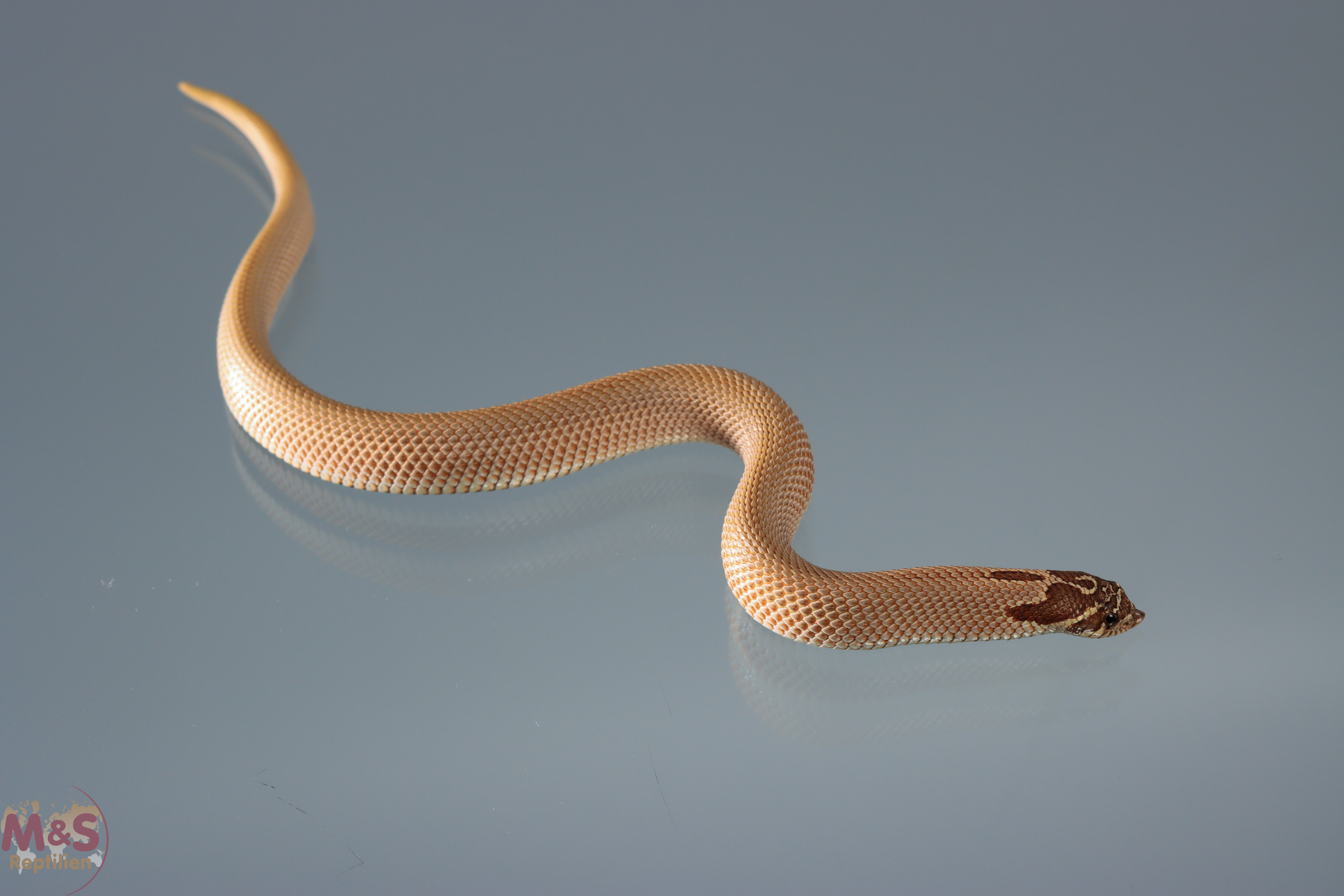 Hakennasennatter "Superconda 100% het. Toffee 66% Axanthic" NZ´25 (ca. 20cm) Heterodon nasicus