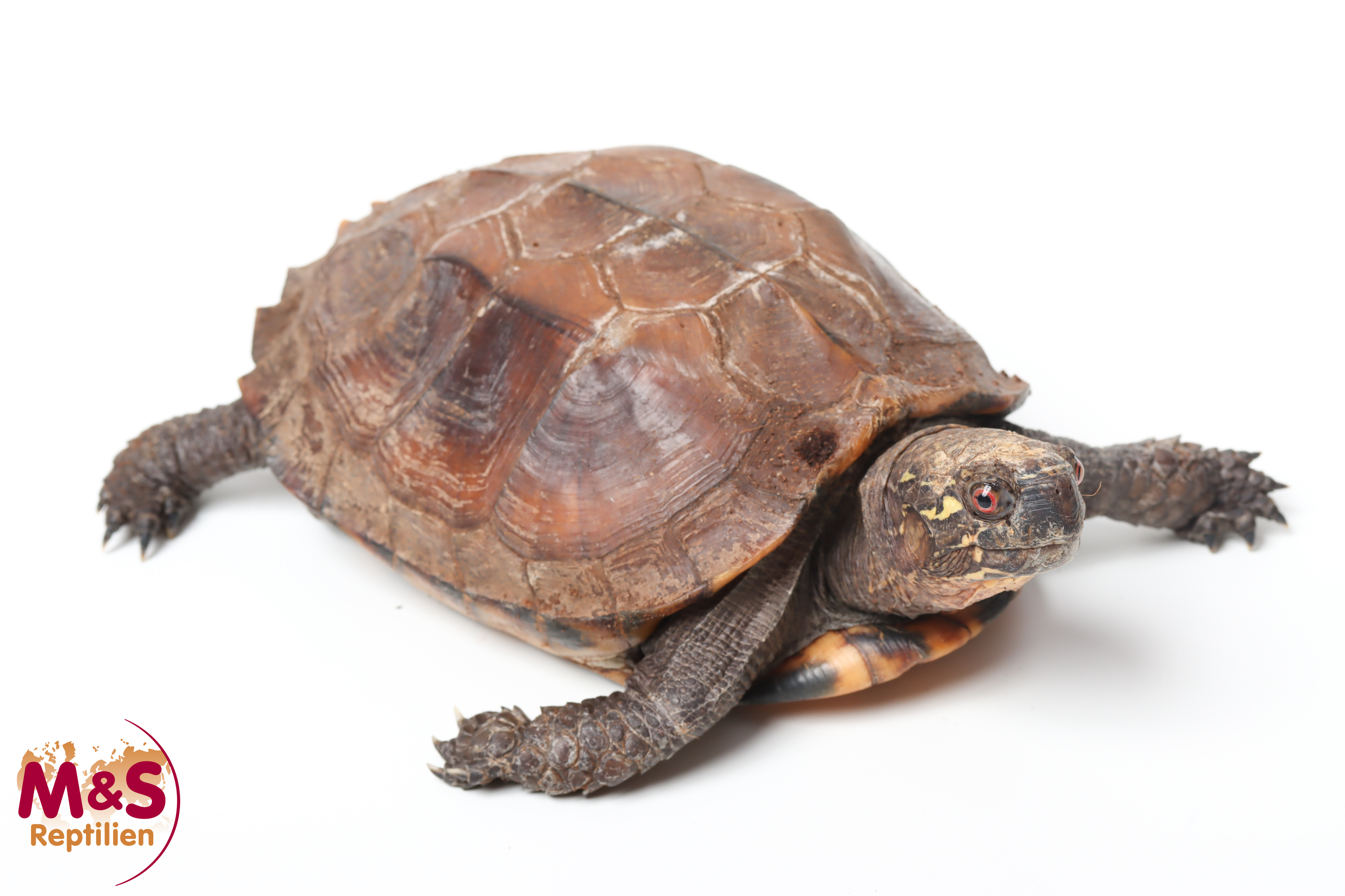 Indische Dornschildkröte NZ'09 (ca. 15-20cm) Cuora mouhotii (Originalbild)