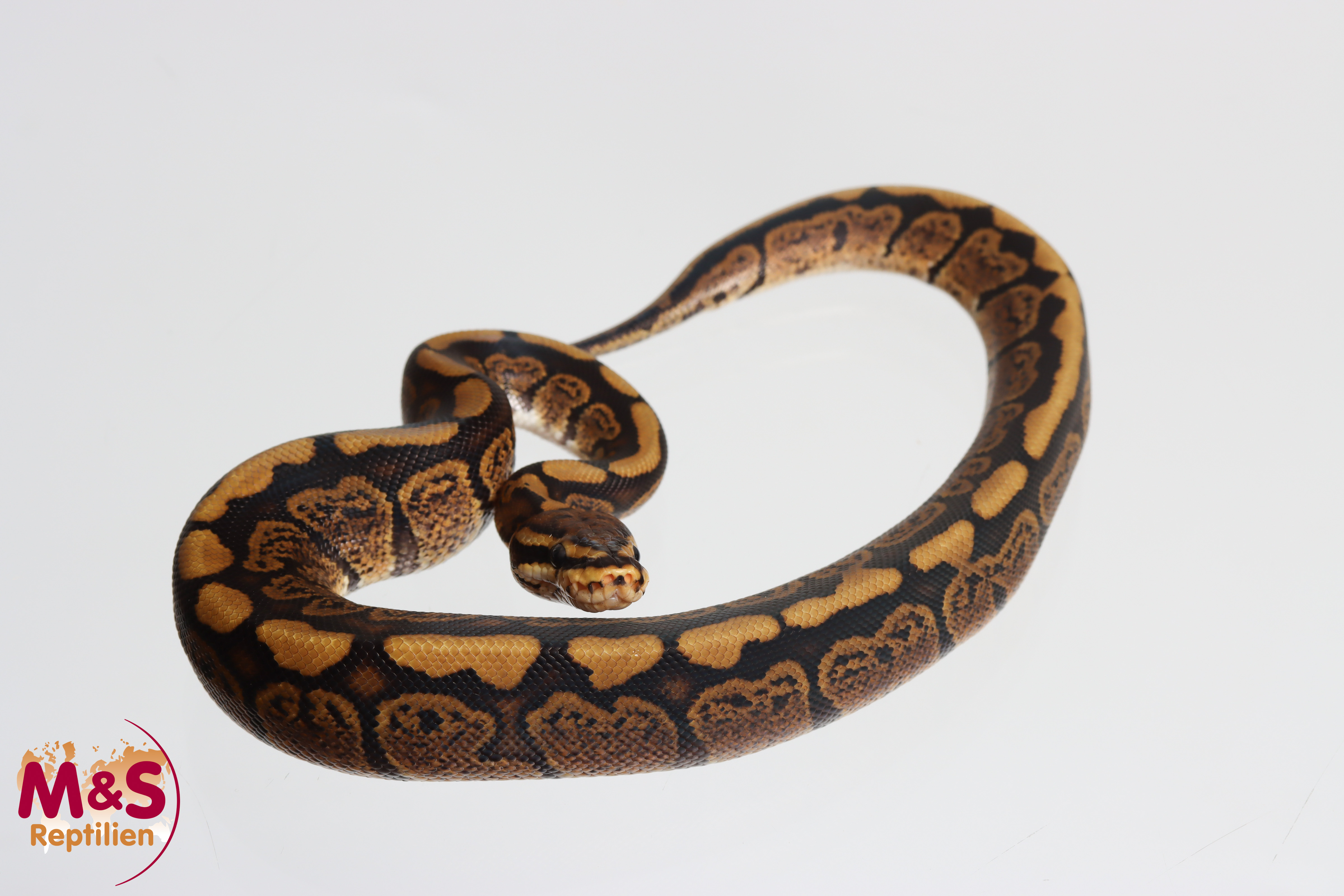 1.0 (Male) Stranger - Circle Königspython NZ´M&S´26 Python regius