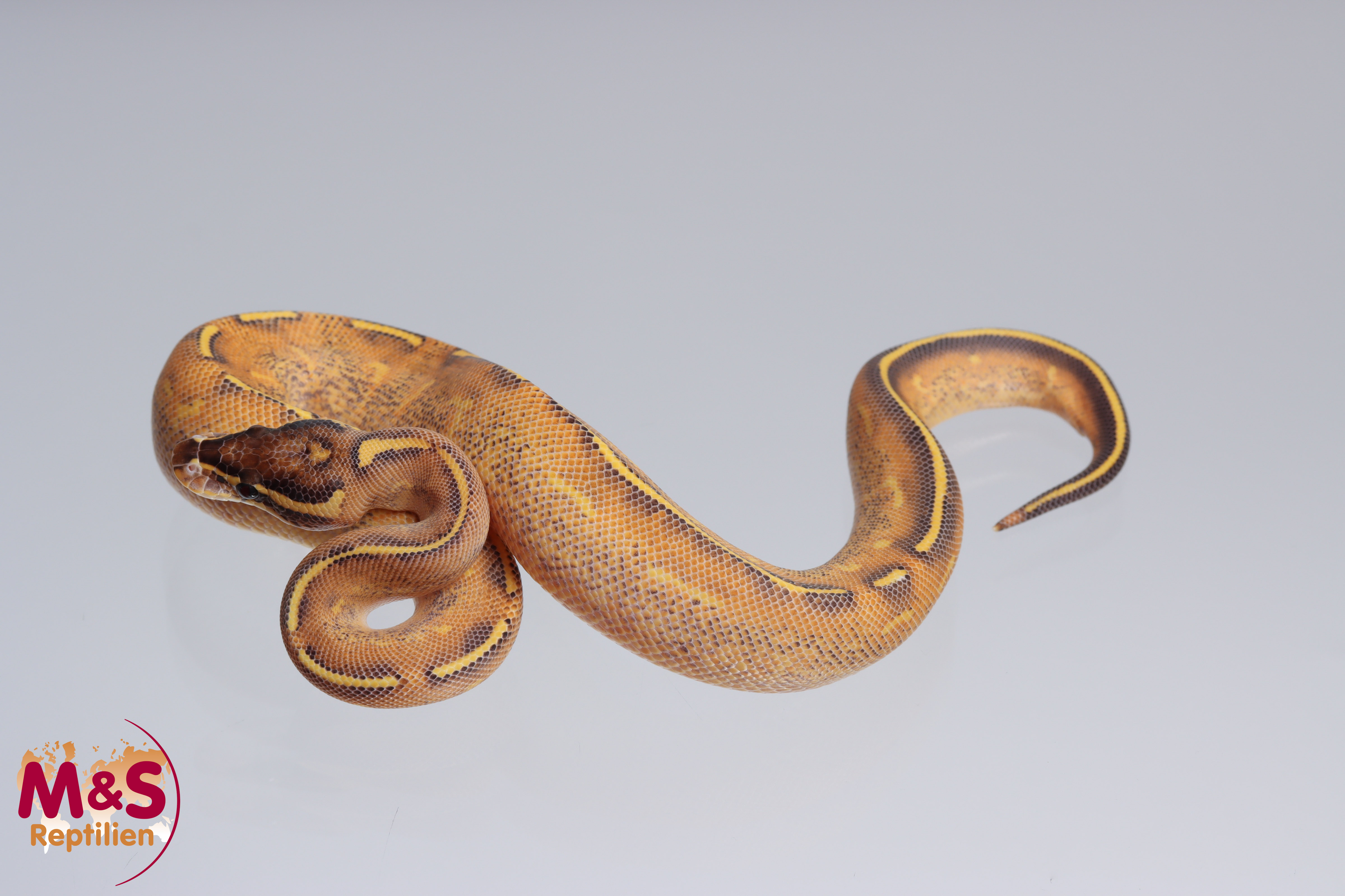 0.1 (Female) Highway (Gravel - Yellowbelly) - Xaloc Königspython DNZ´22 Python regius