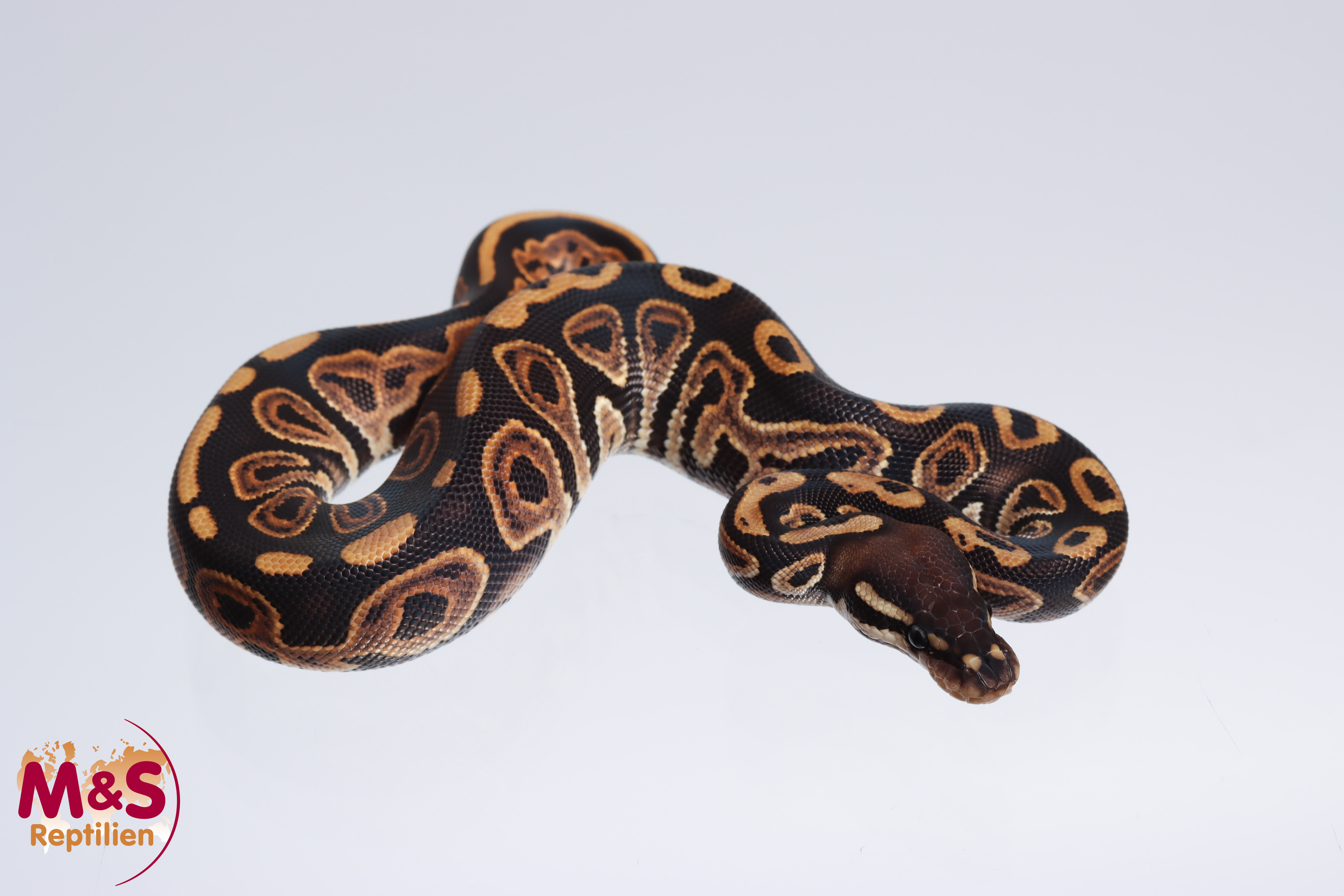 0.1 (Female) Cinnamon 100% doppel hetero Albino - Piebald Königspython NZ´M&S´22 Python regius