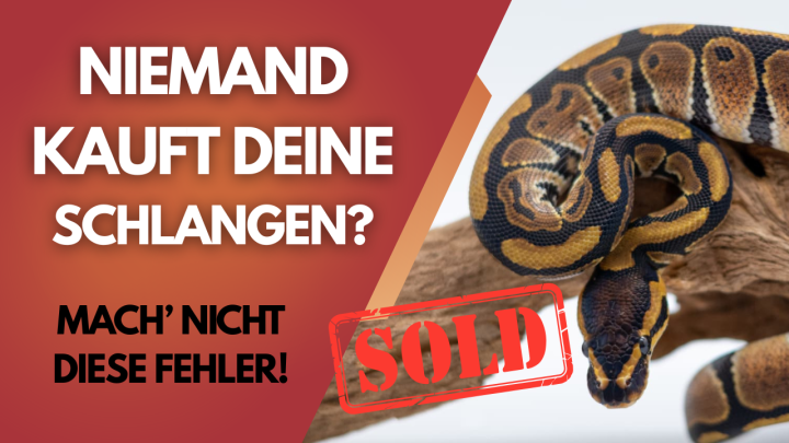 Wie du deine Nachzuchten richtig vermarktest ?