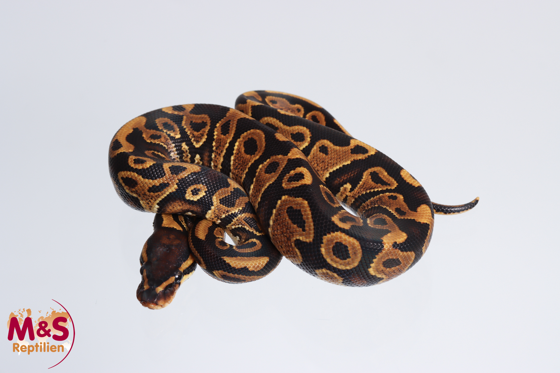 1.0 (Male) Gravel Königspython NZ´M&S´23 Python regius