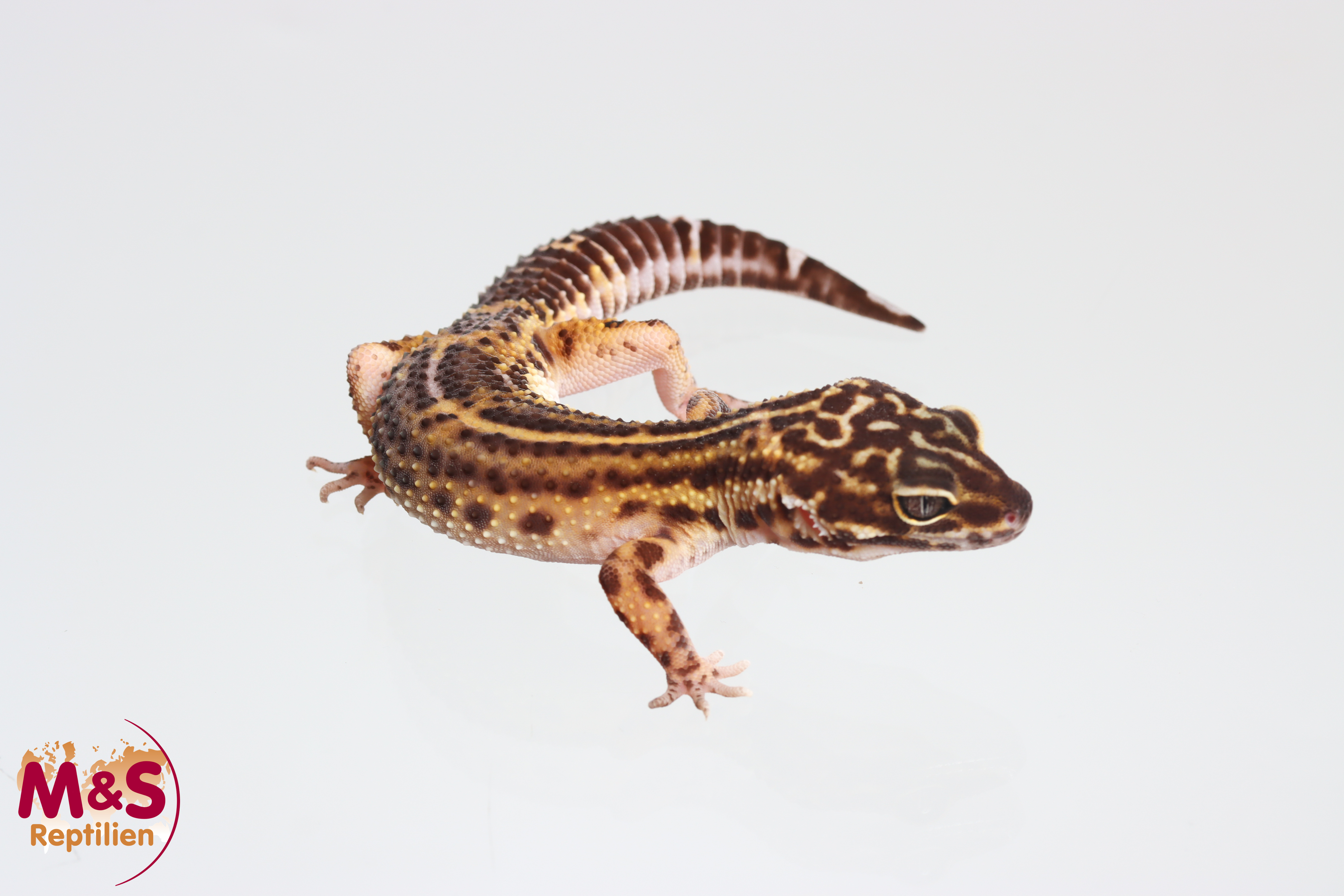 0.1 (Female) Black Night Leopardgecko NZ'24 (subadult) E. macularius (Originalbild)