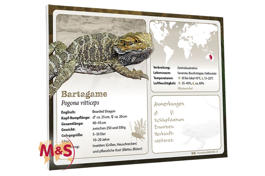 Terrarienschild  (Zooschild) Bartagame, Pogona vitticeps