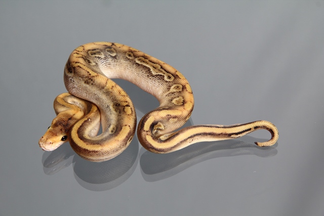Male (1.0) Champagne-Granit, NZ´M&S´13 Python regius