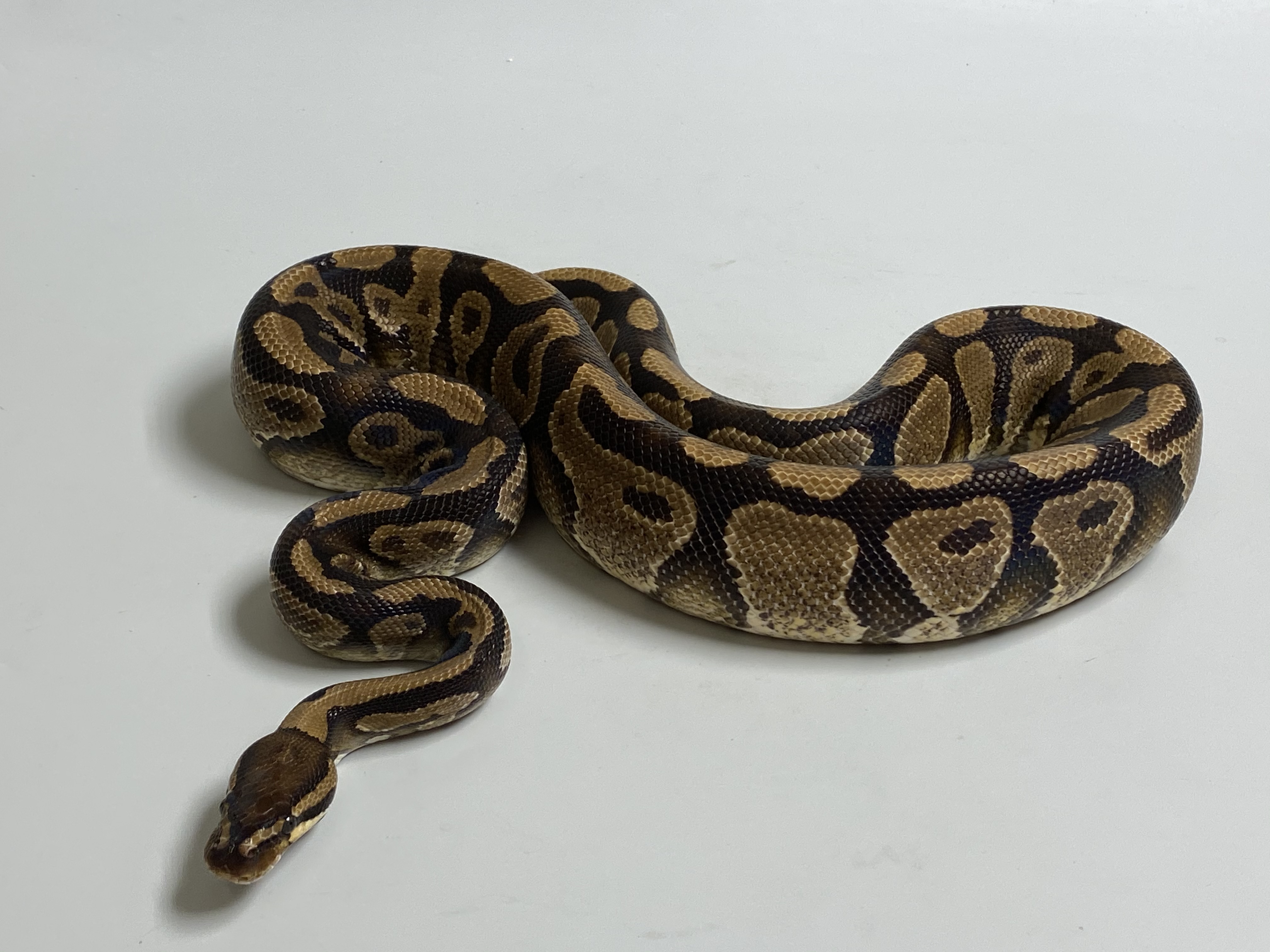 Male (1.0) possible Gravel (Highway-Maker)NZ´M&S´15 Python regius