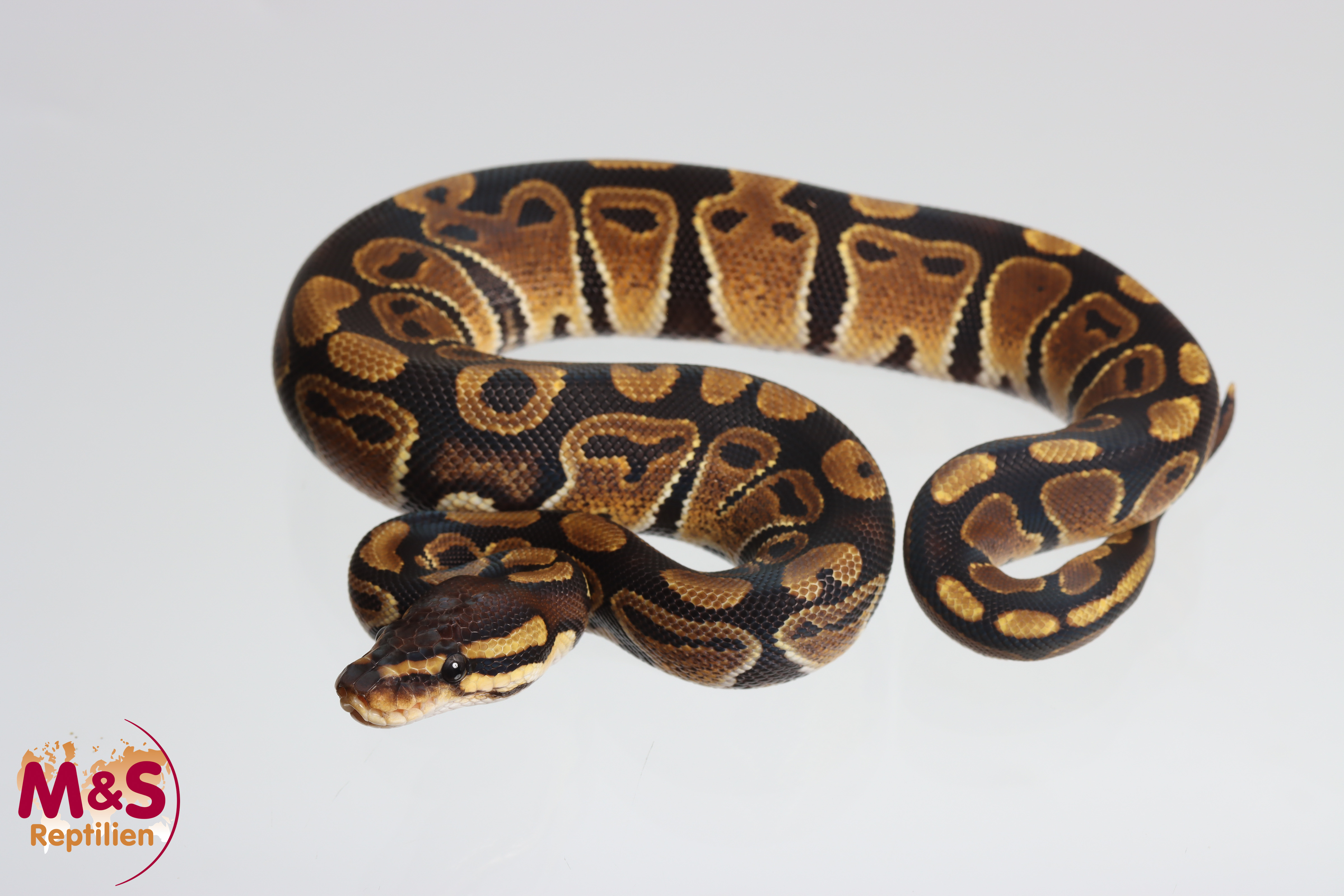 0.1 (Female) Doppel hetero Ultramel Clown Königspython NZ´M&S´25 Python regius