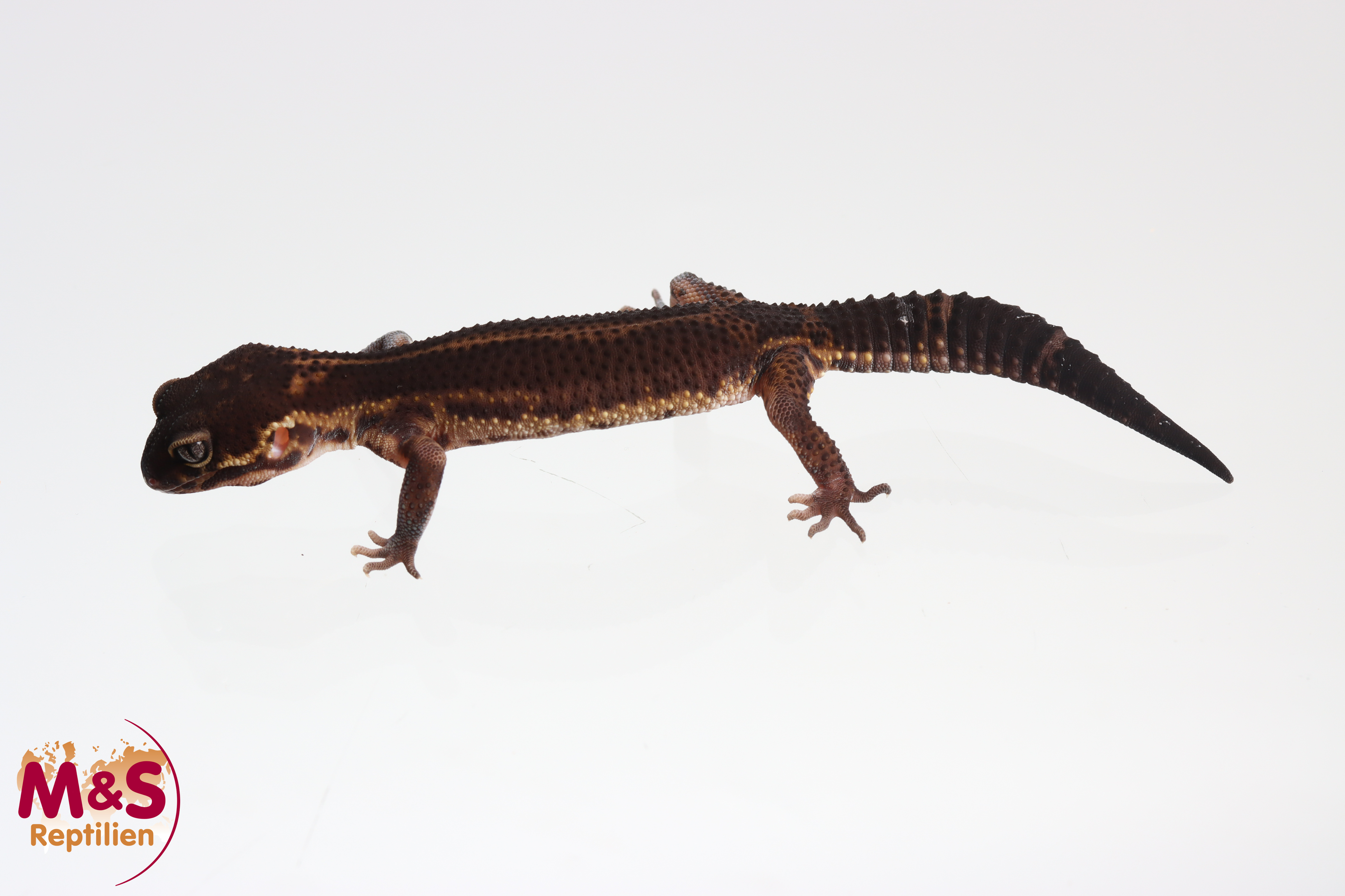 0.1 (Female) Black Night Mandarin Leopardgecko NZ'24 (subadult) E. macularius (Originalbild)