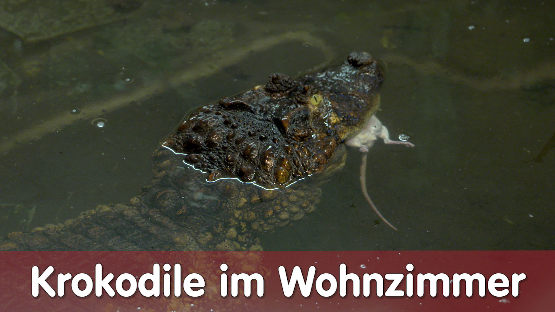 Folge 111 - Krokodile im Wohnzimmer