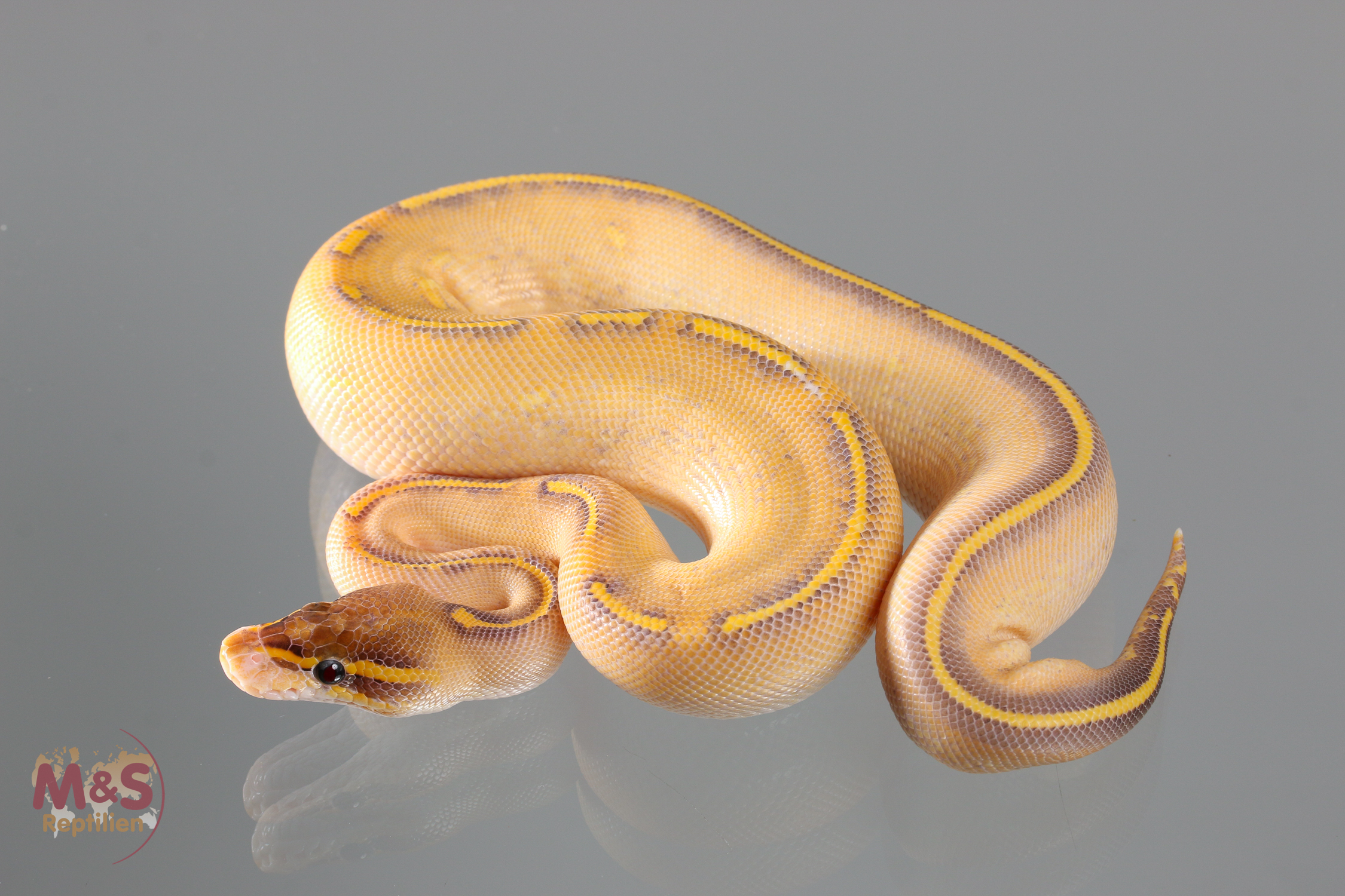 1.0 (Male) Highway Königspython NZ´M&S´18 Python regius
