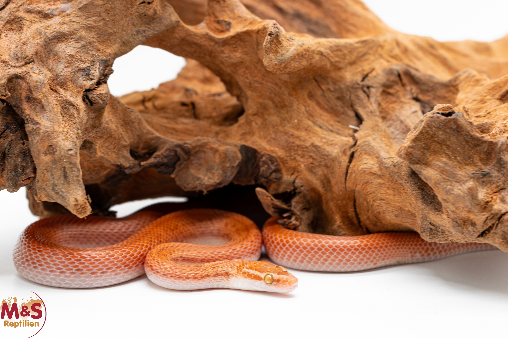 1.0 (Male) Red Albino Kap Hausschlange  NZ 23 ( ca.60 cm)  Boaedon capensis (Originalbild)