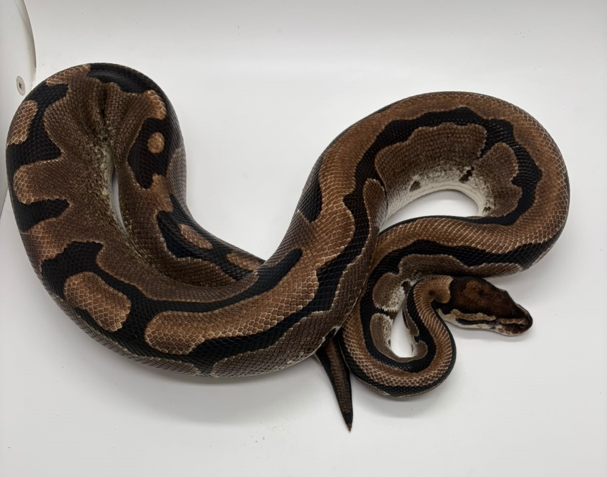 0.1 (Female) Odd Ball Africa Königspython FZ´18 Python regius
