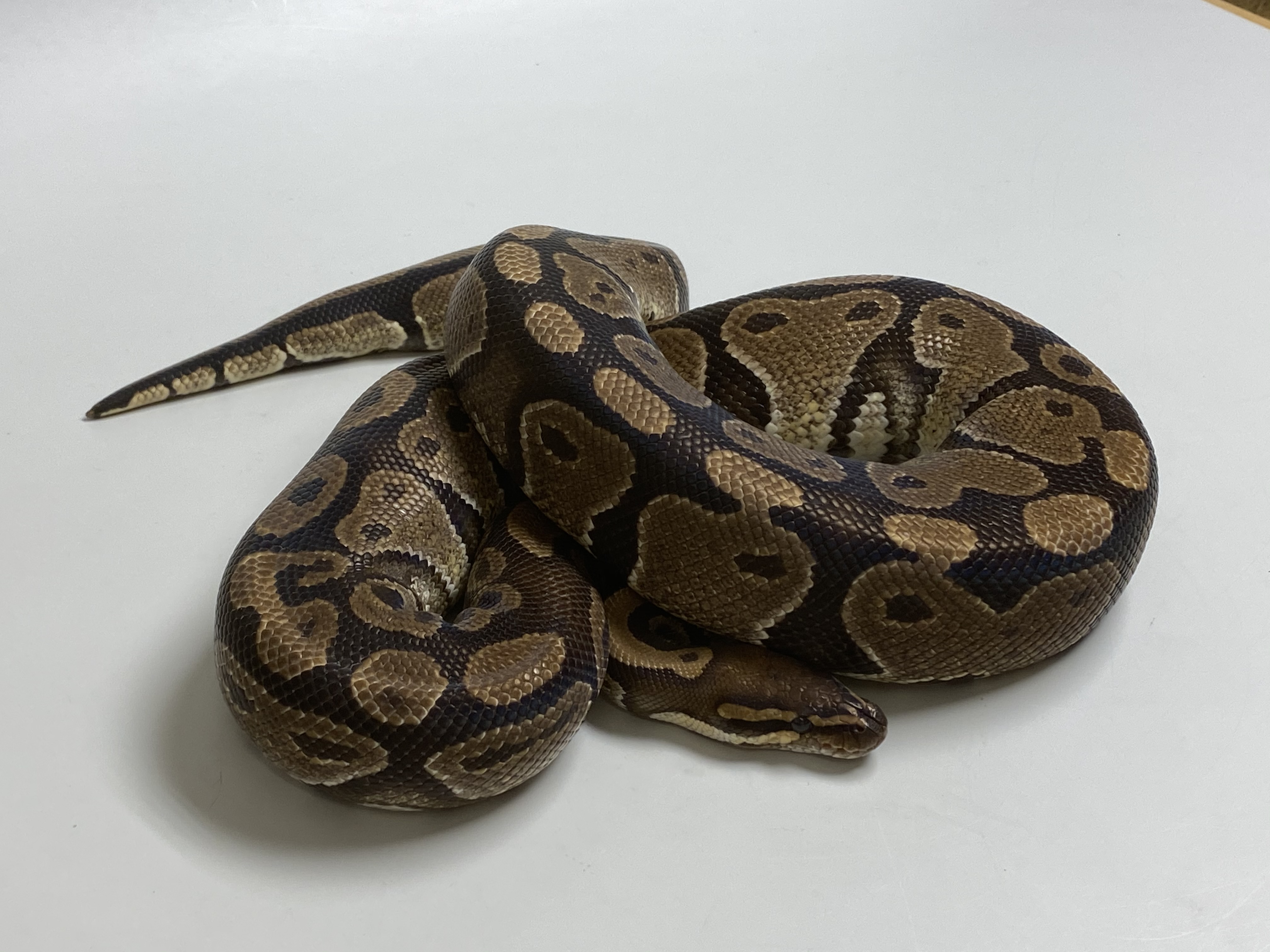 Male (1.0) 50% hetero Sunset NZ'M&S'15 Python regius