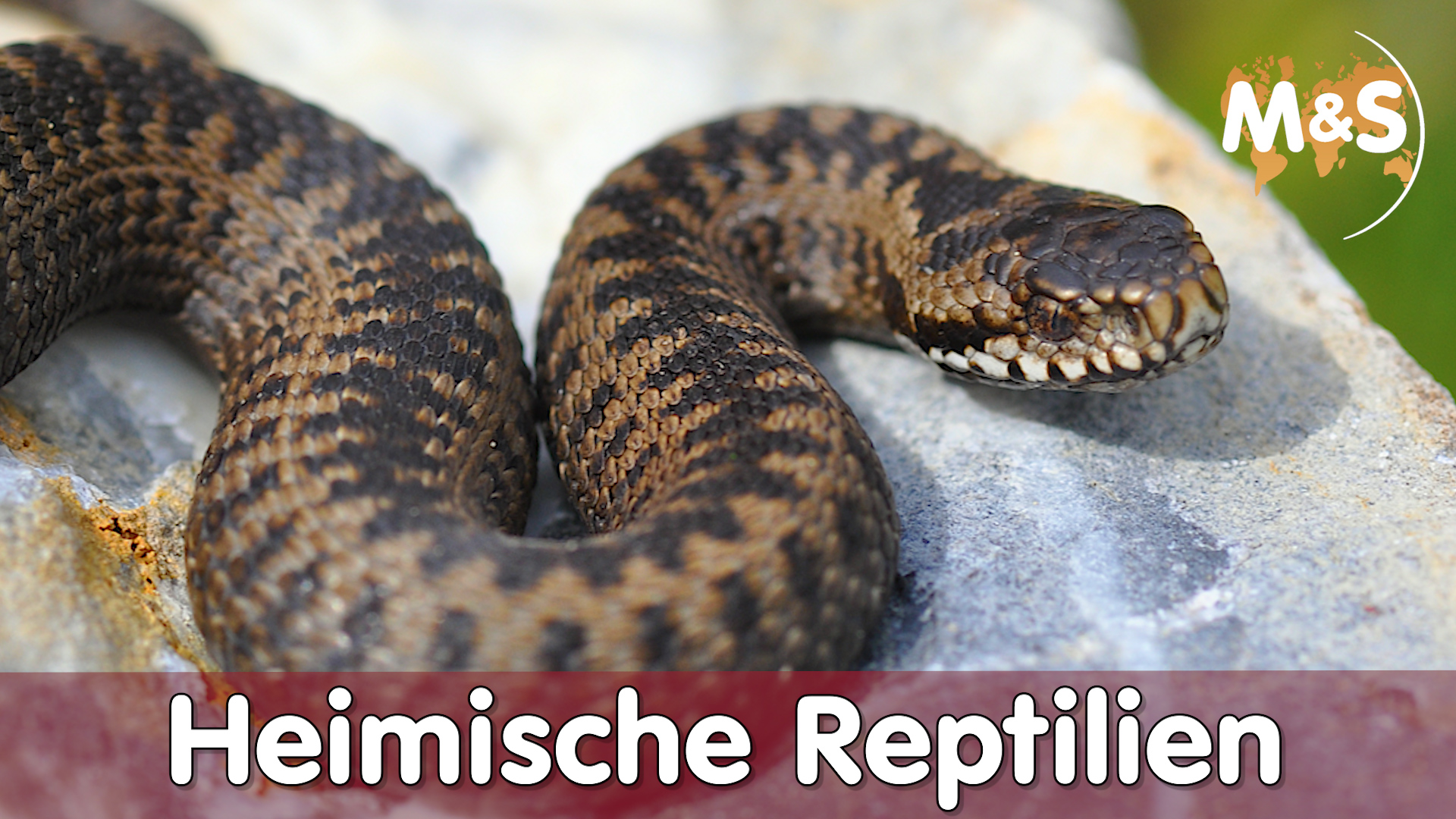 Heimische Reptilien | Welche Reptilien gibt es in Deutschland? | ABC-H