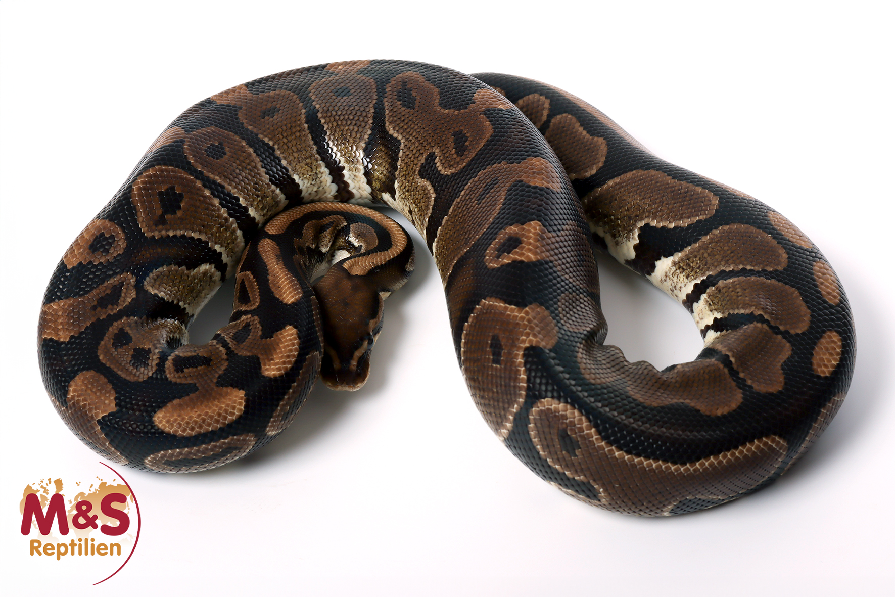 Female (0.1) Black Ball Königspython NZ´M&S´10 Python regius