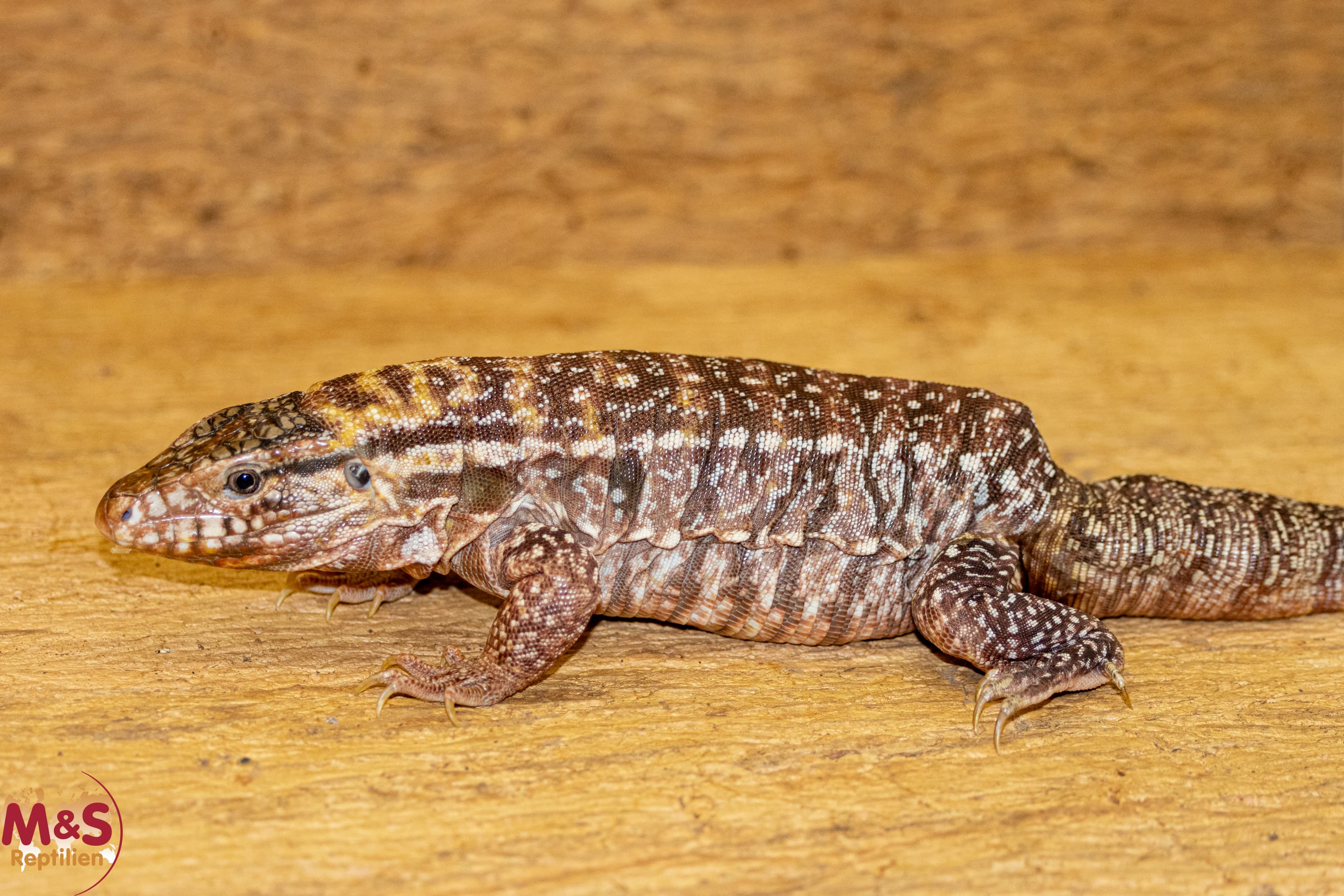 0.1 (Female) Roter Argentinischer Teju NZ’ 22 (adult) mit Schwanzfehler/Beule! S.rufescens (Orginalbild)