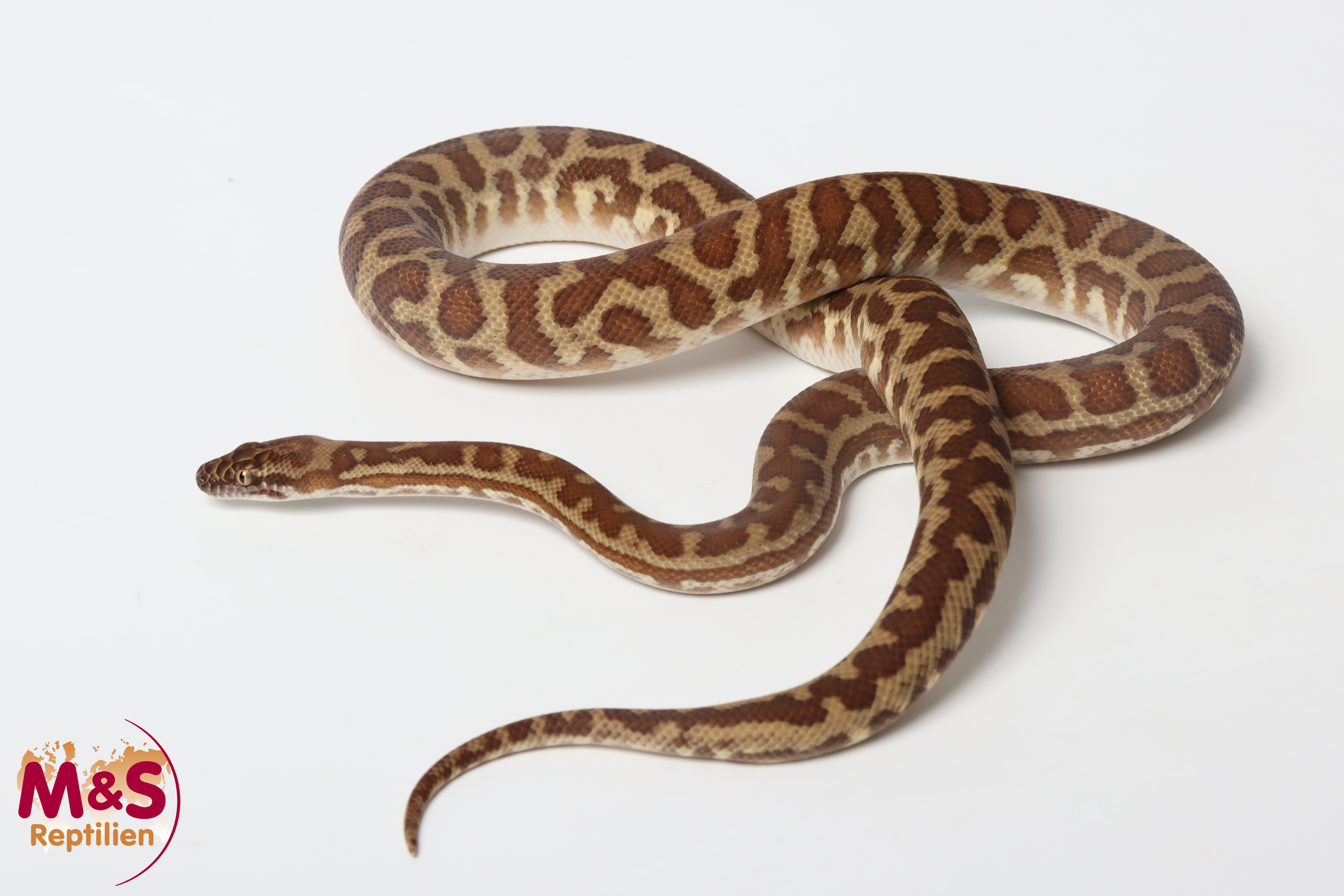 Stimson Python ''Wheatbelt'' NZ´20 (adult) Antaresia stimsoni