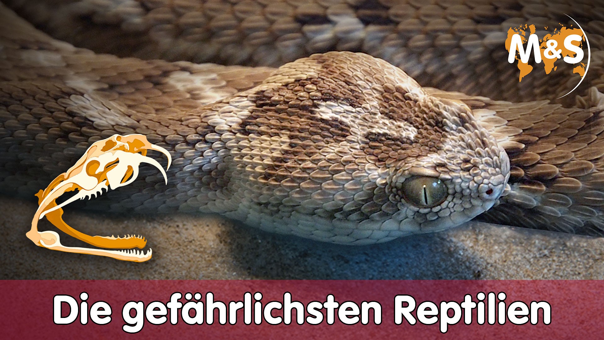 Die giftigsten Reptilien der Welt | Top 5