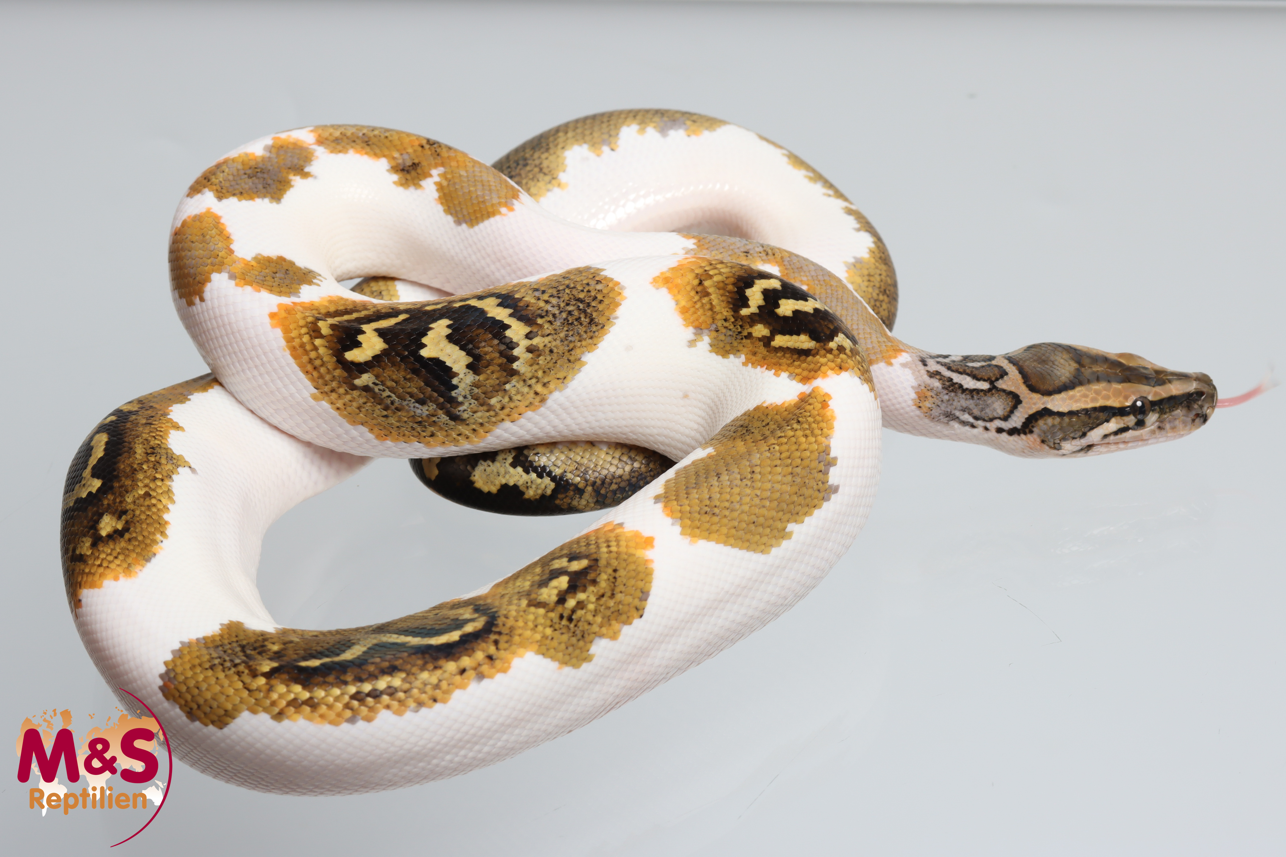 1.0 (Male) Piebald 66% het Caramel Tigerpython NZ'25 (ca.80-90 cm) Python bivittatus (Originalbild)