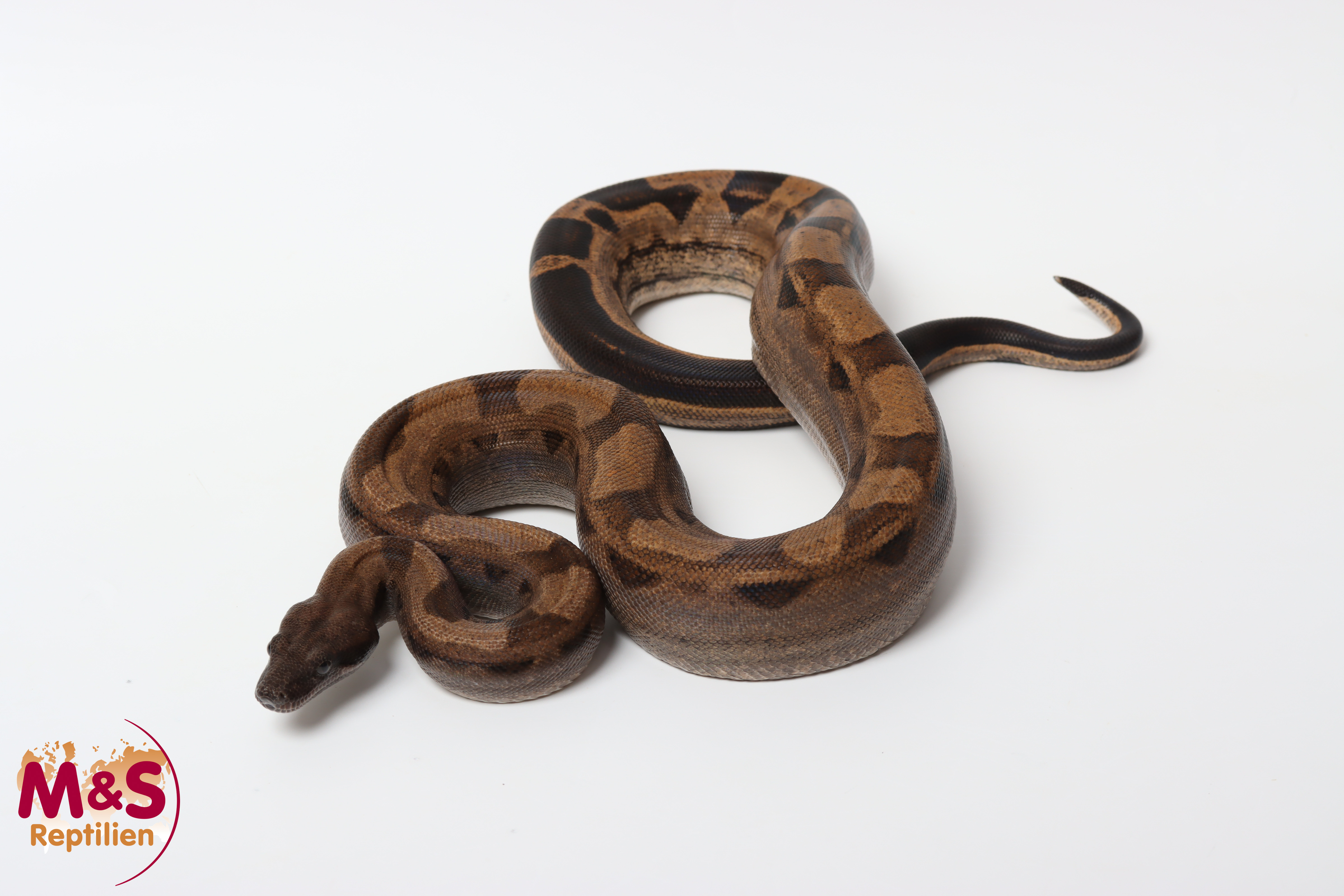 1.0 (Male) Blood Motley het. Red Dragon NZ'25 (ca. 100-110 cm)  Boa c. imperator (Originalbild)