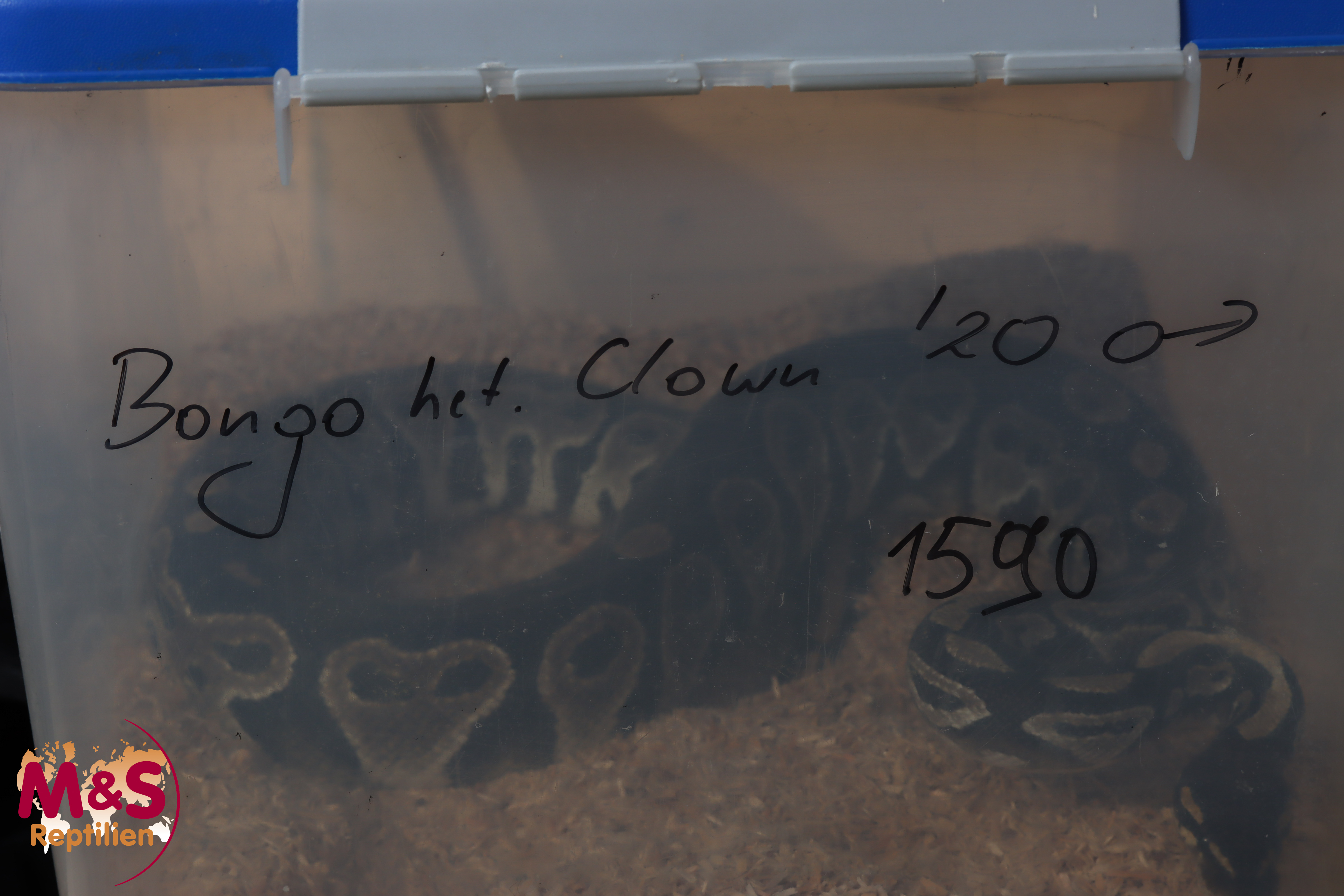 1.0 (Male) Bongo het. Clown Königspython NZ´M&S´20 Python regius