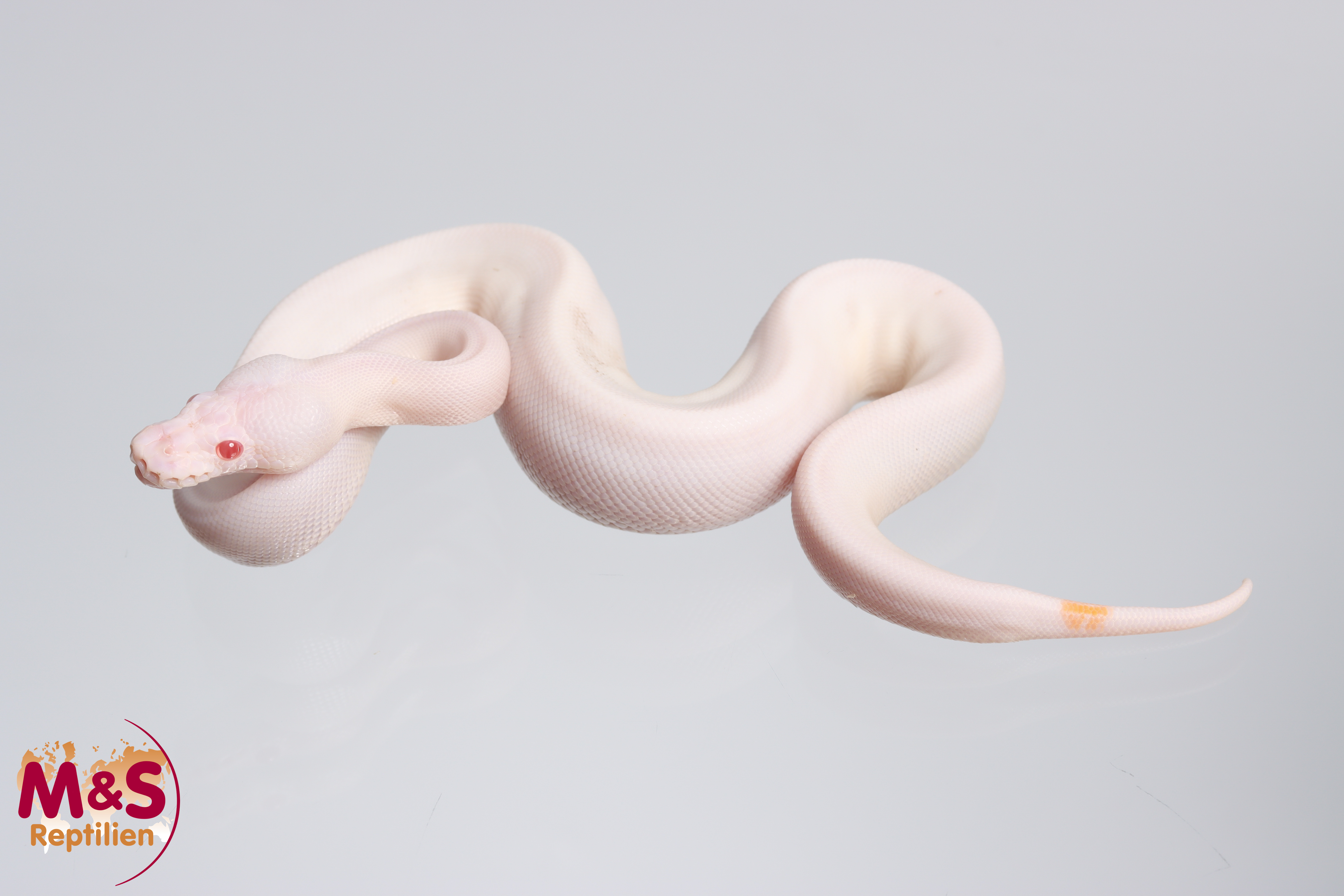 1.0 (Male) Albino Piebald  poss. Black Pastel 100% hetero Ultramel Königspython NZ´M&S´23 P. regius