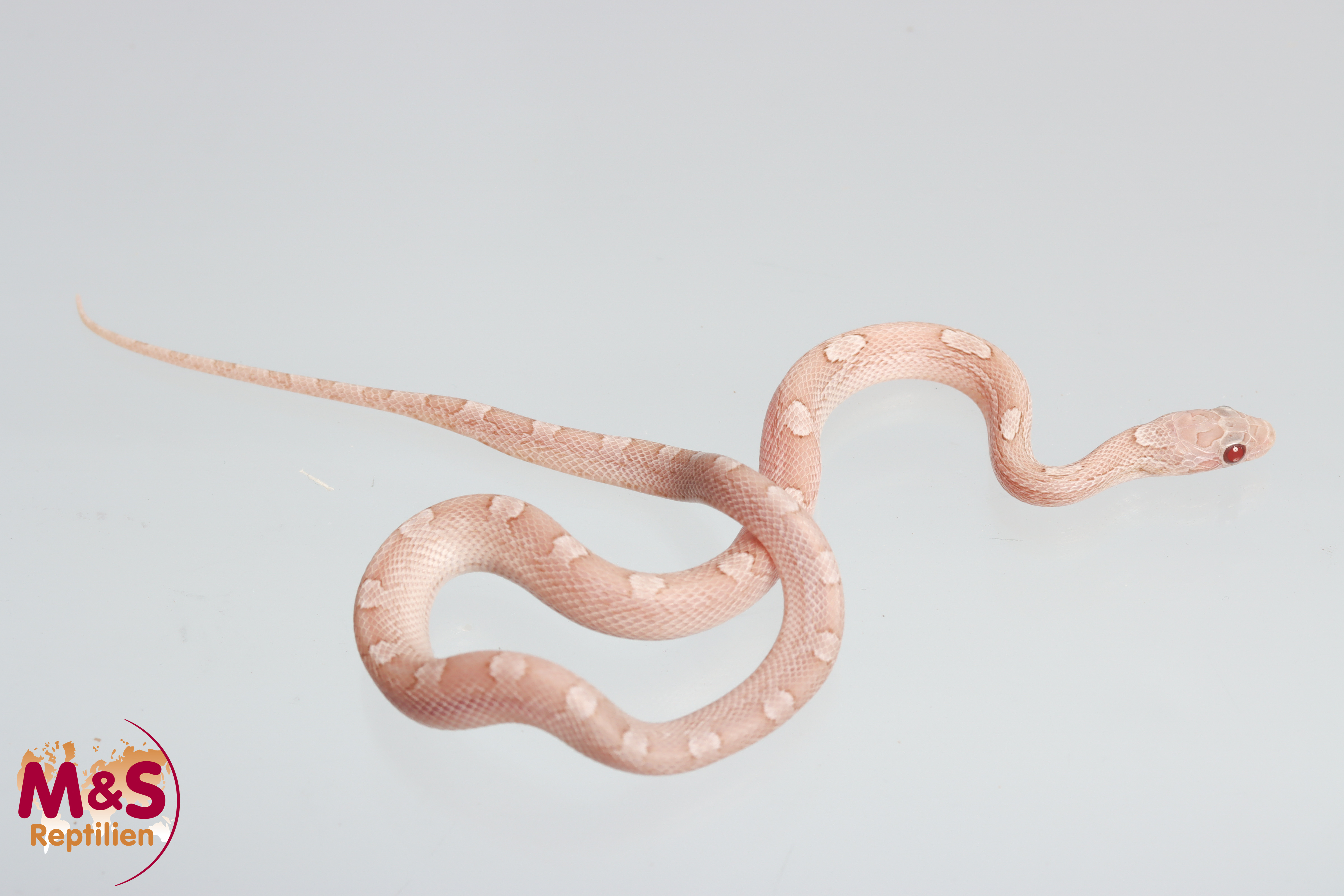 Ice Bloodred Kornnatter NZ'25 ( ca.30 cm ) Pantherophis guttatus (Symbolbild)