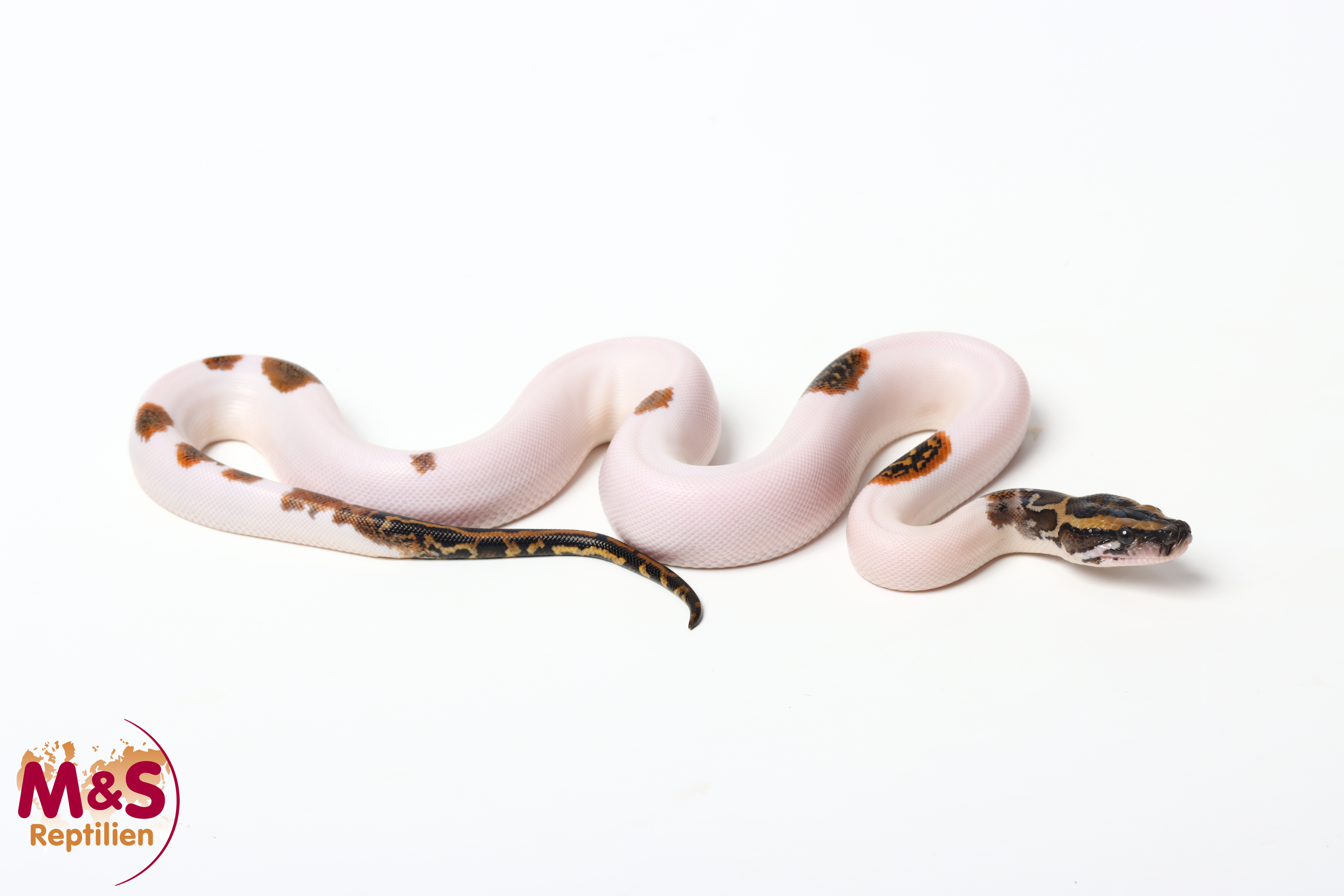 0.1 (Female) Piebald 100% hetero Caramel Tigerpython NZ'26 (ca.40cm) Python bivittatus