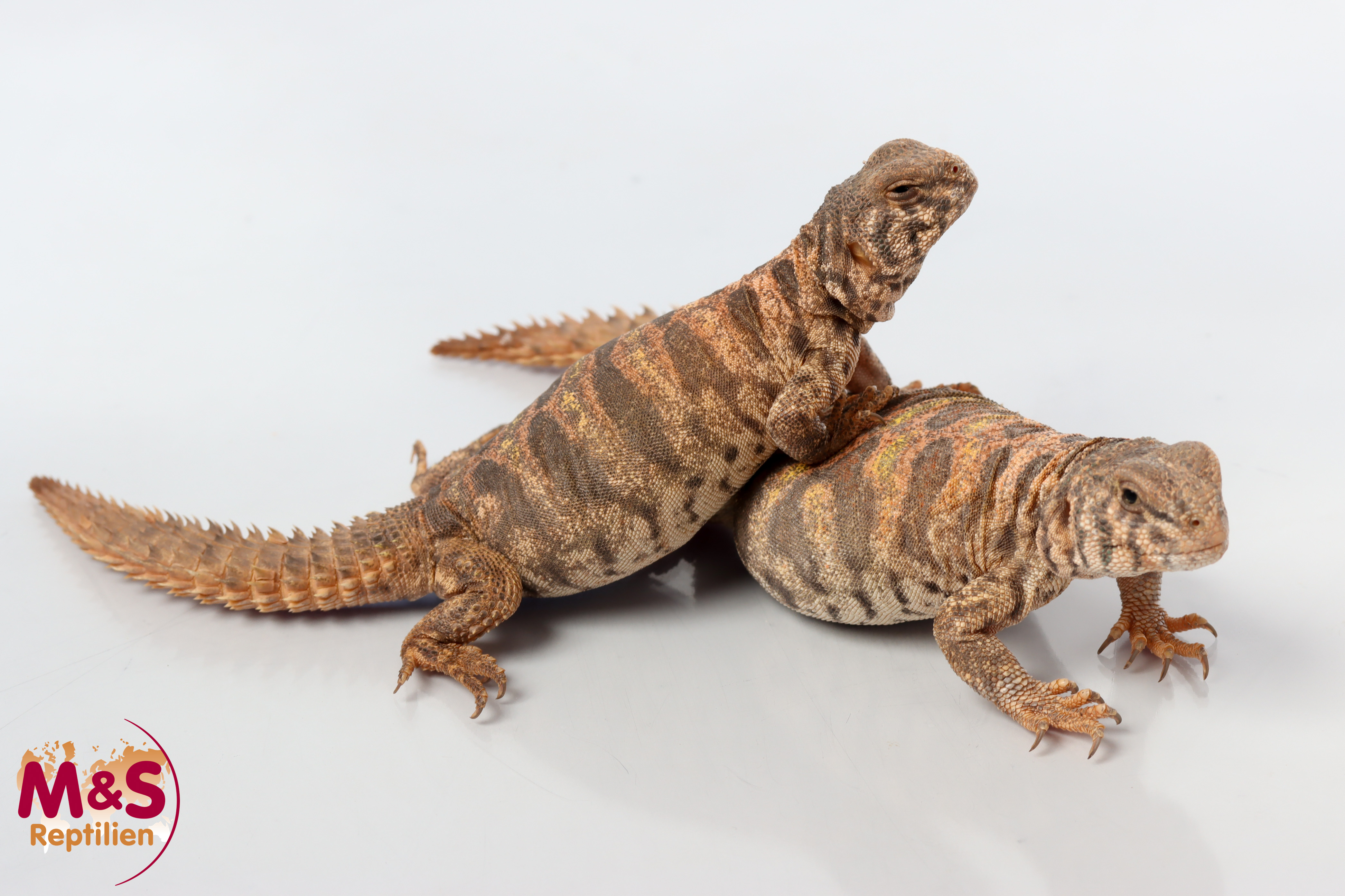 Bunte Dornschwanzagame NZ' 25 (ca.15-20cm) Uromastyx ornata