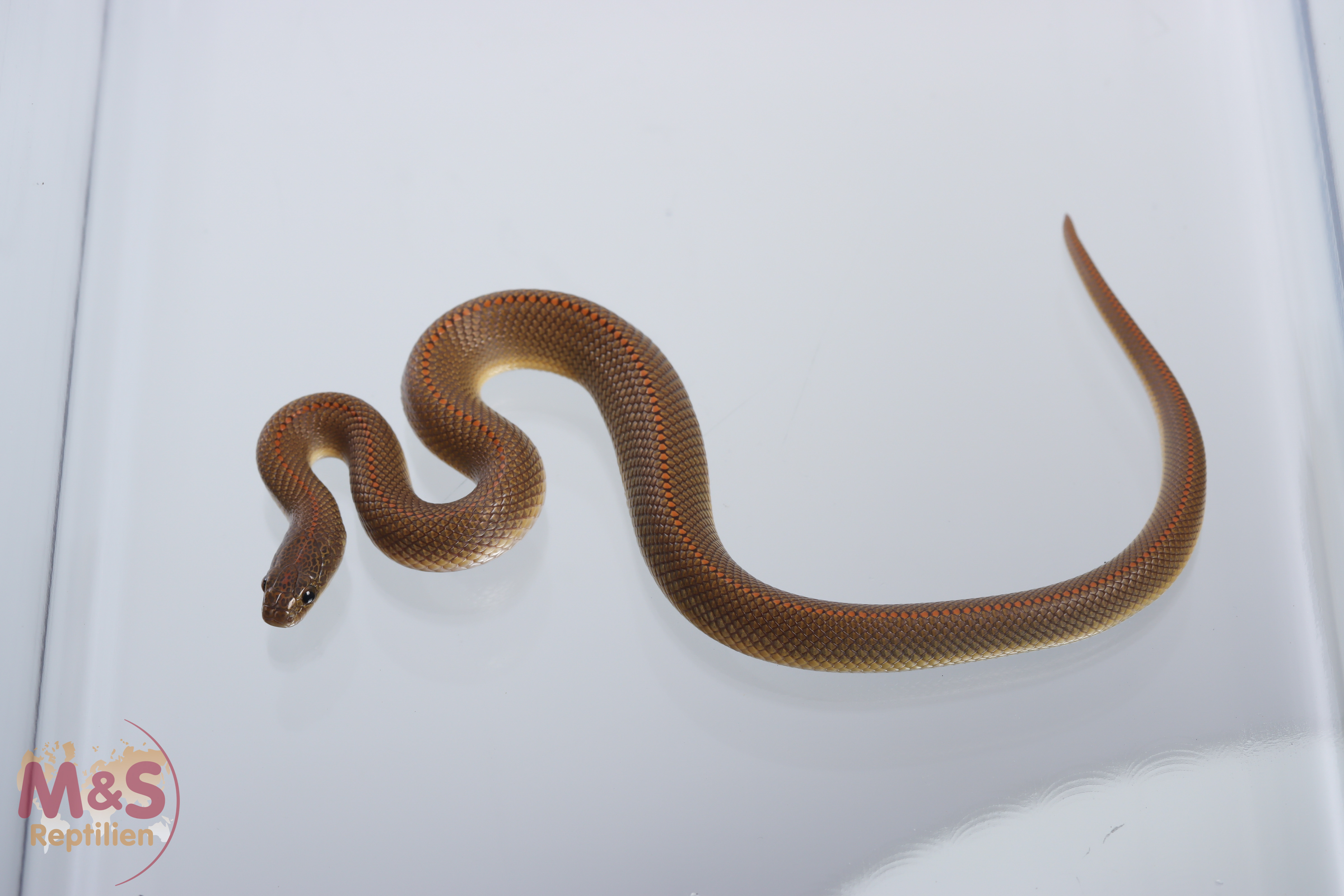 Aurora Hausschlange (small) NZ´25 Lamprohis aurora (Symboldbild)