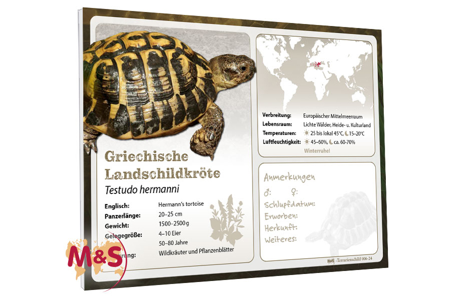 Terrarienschild (Zooschild) Griechische Landschildkröte, Testudo hermanni