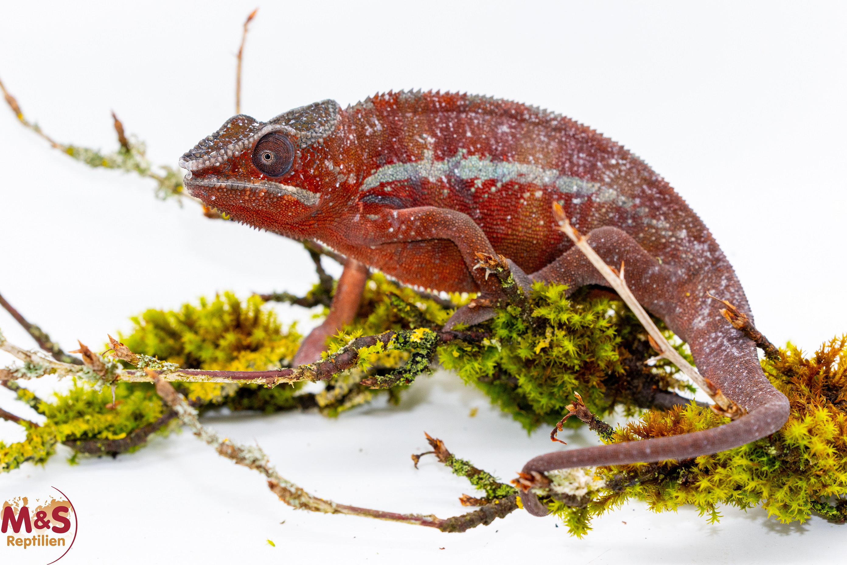 1.0 (Male) 'Ambilobe red' Pantherchamäleon NZ´25 (subadult) Furcifer pardalis (Originalbild)
