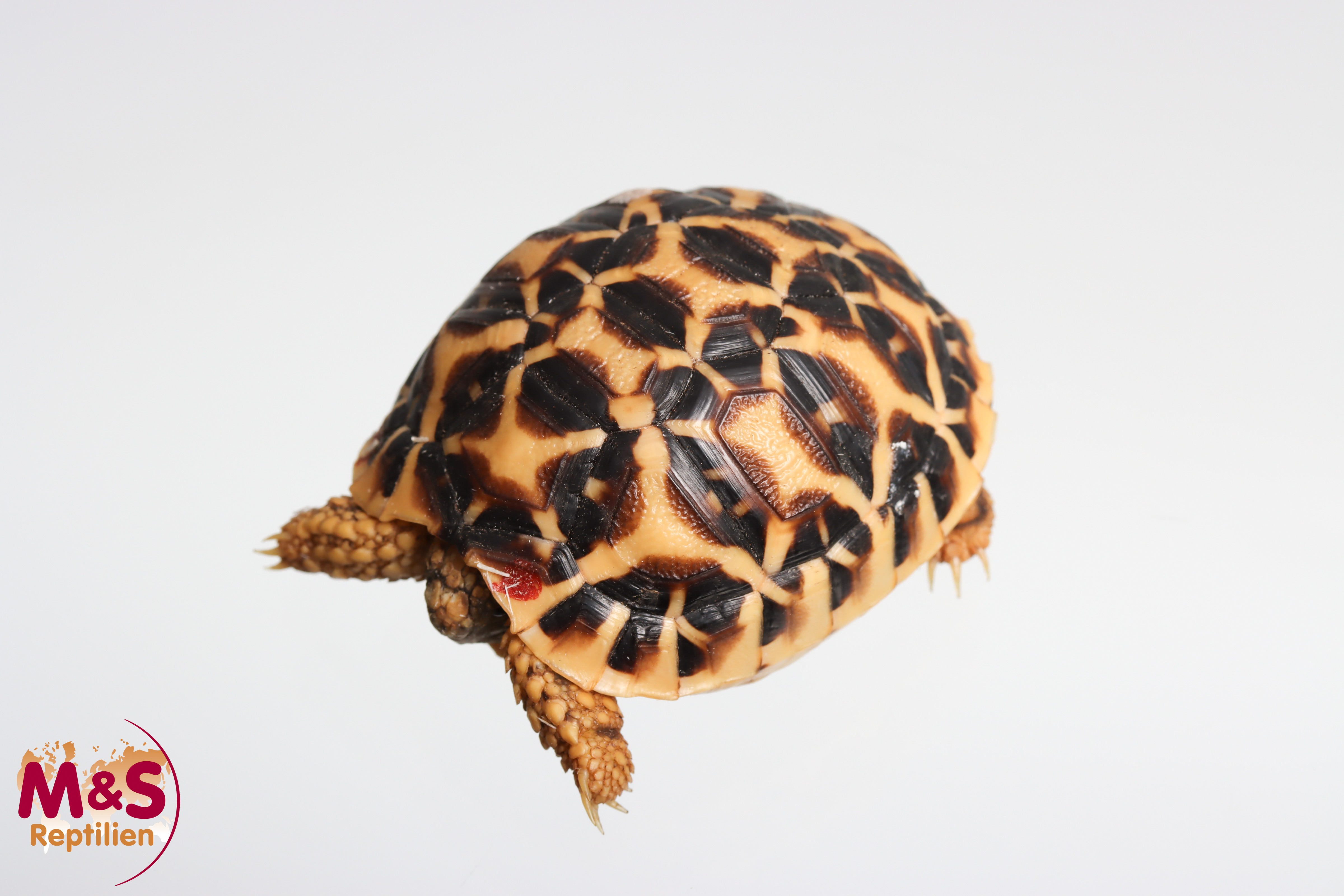 Sternschildkröte NZ´25 (small ca. 6 cm ) Geochelone elegans (Originalbild)